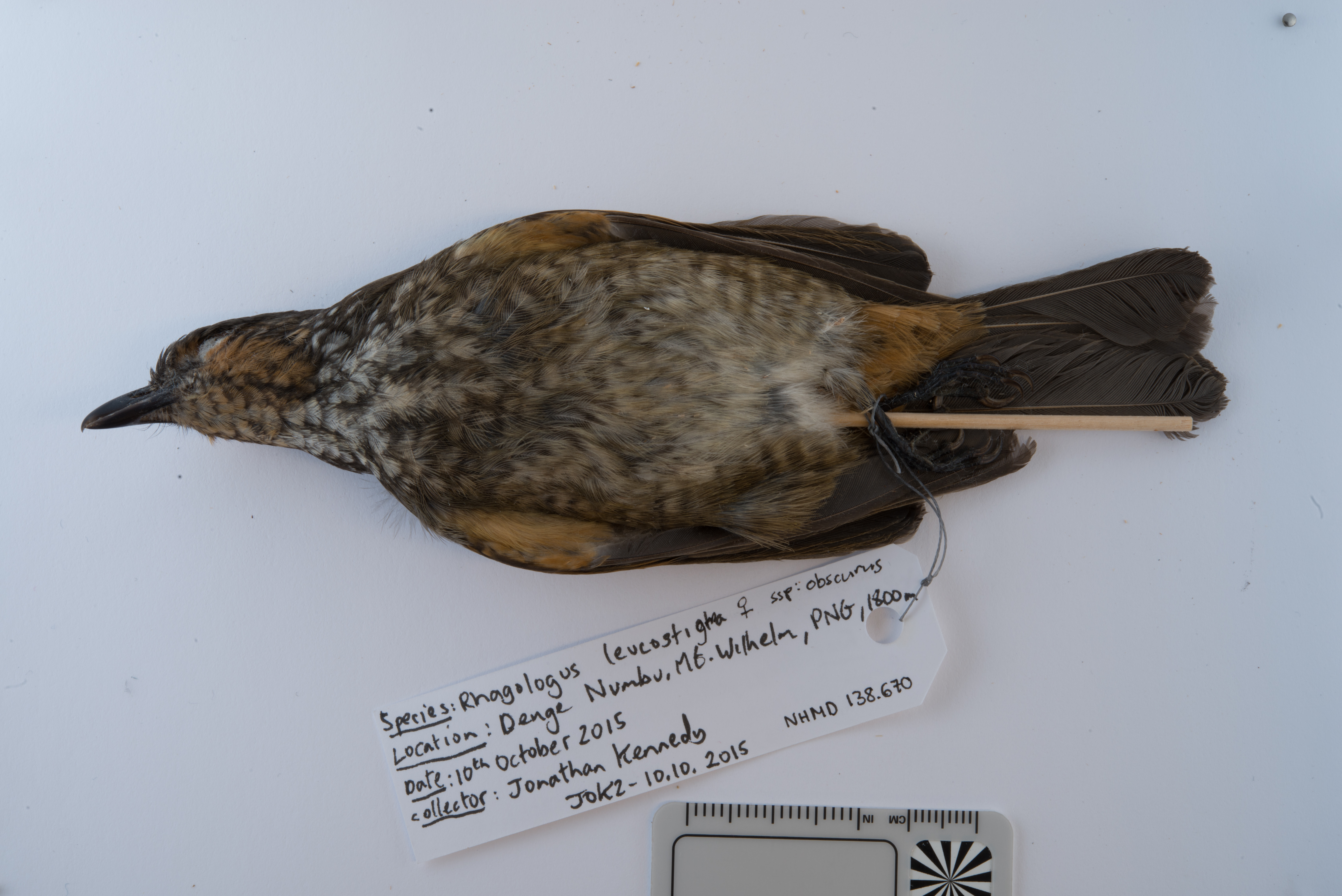 Mottled Berryhunter (Rhagologus leucostigma), photo 8