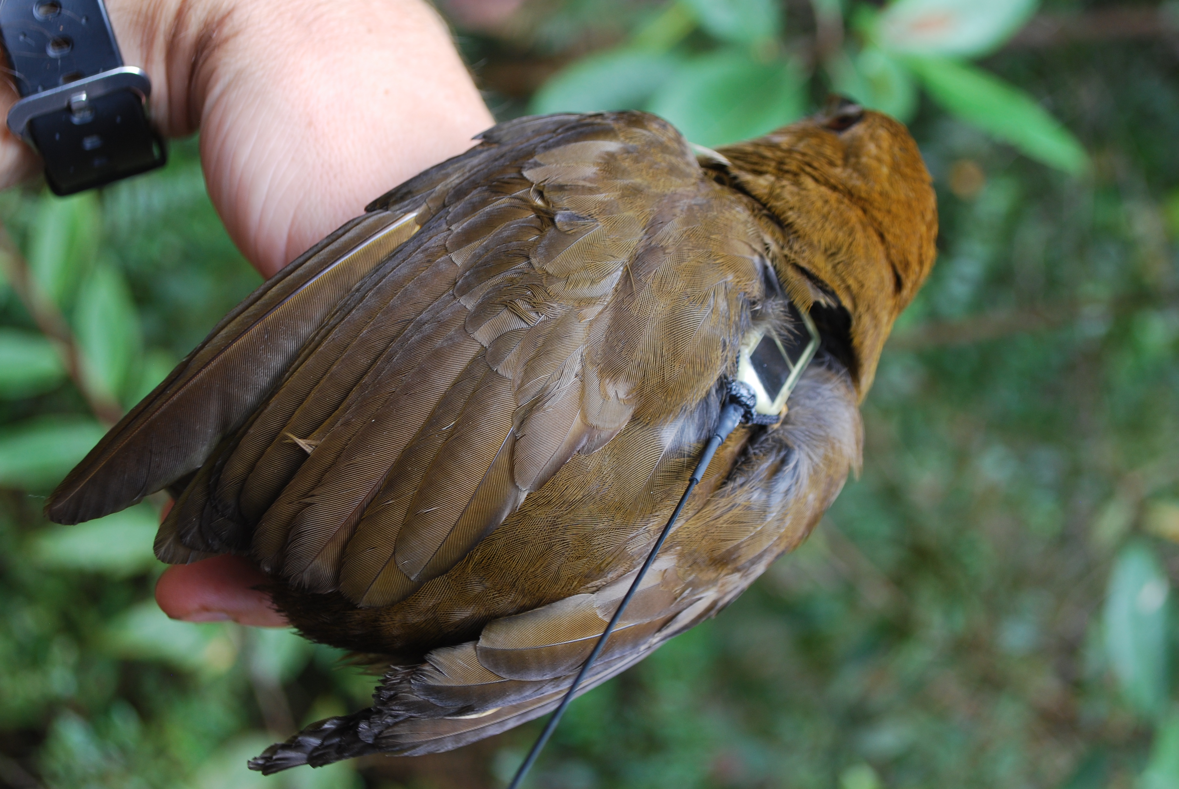 MacGregor's Bowerbird (Amblyornis macgregoriae), photo 4