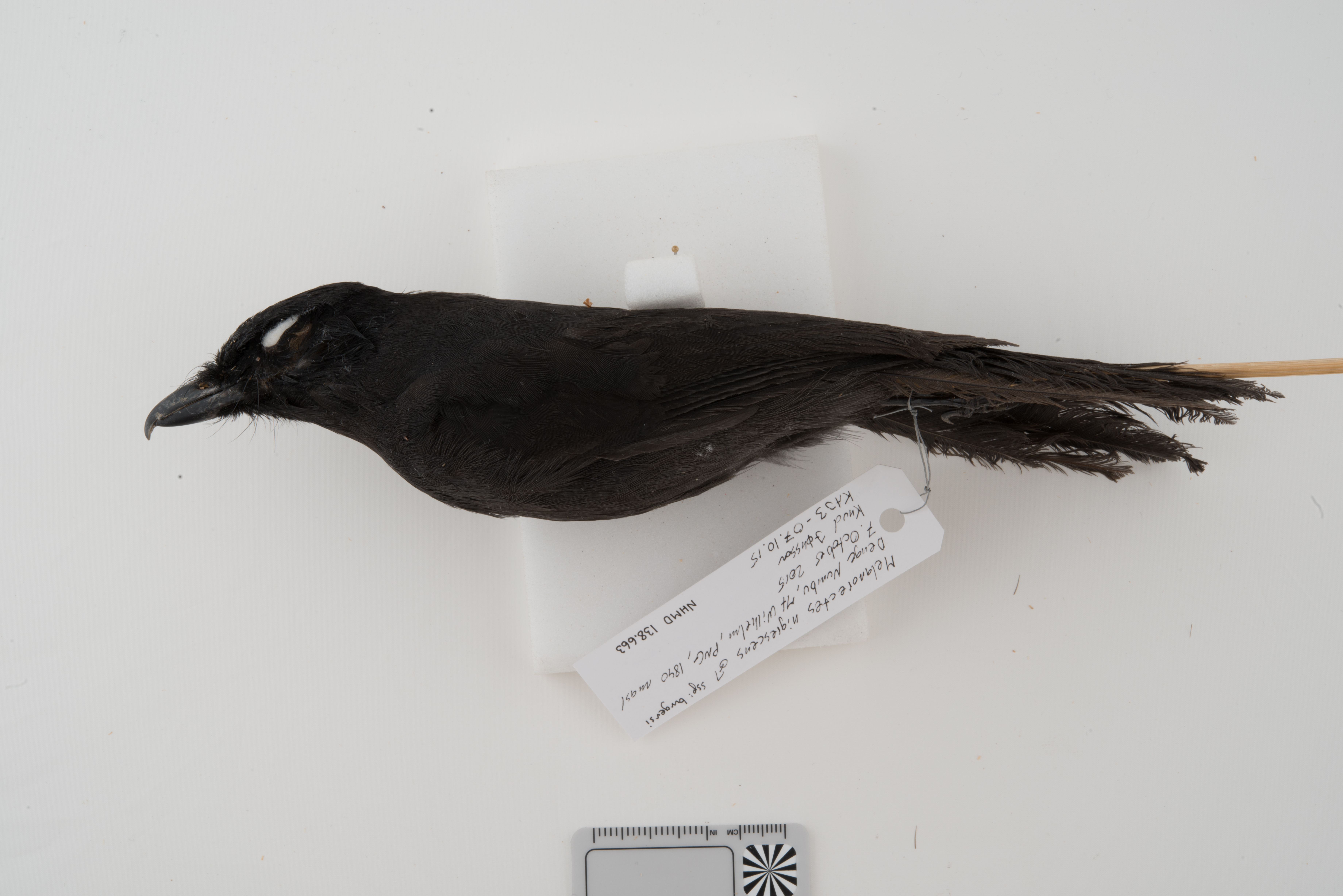 Black Pitohui (Melanorectes nigrescens), photo 10