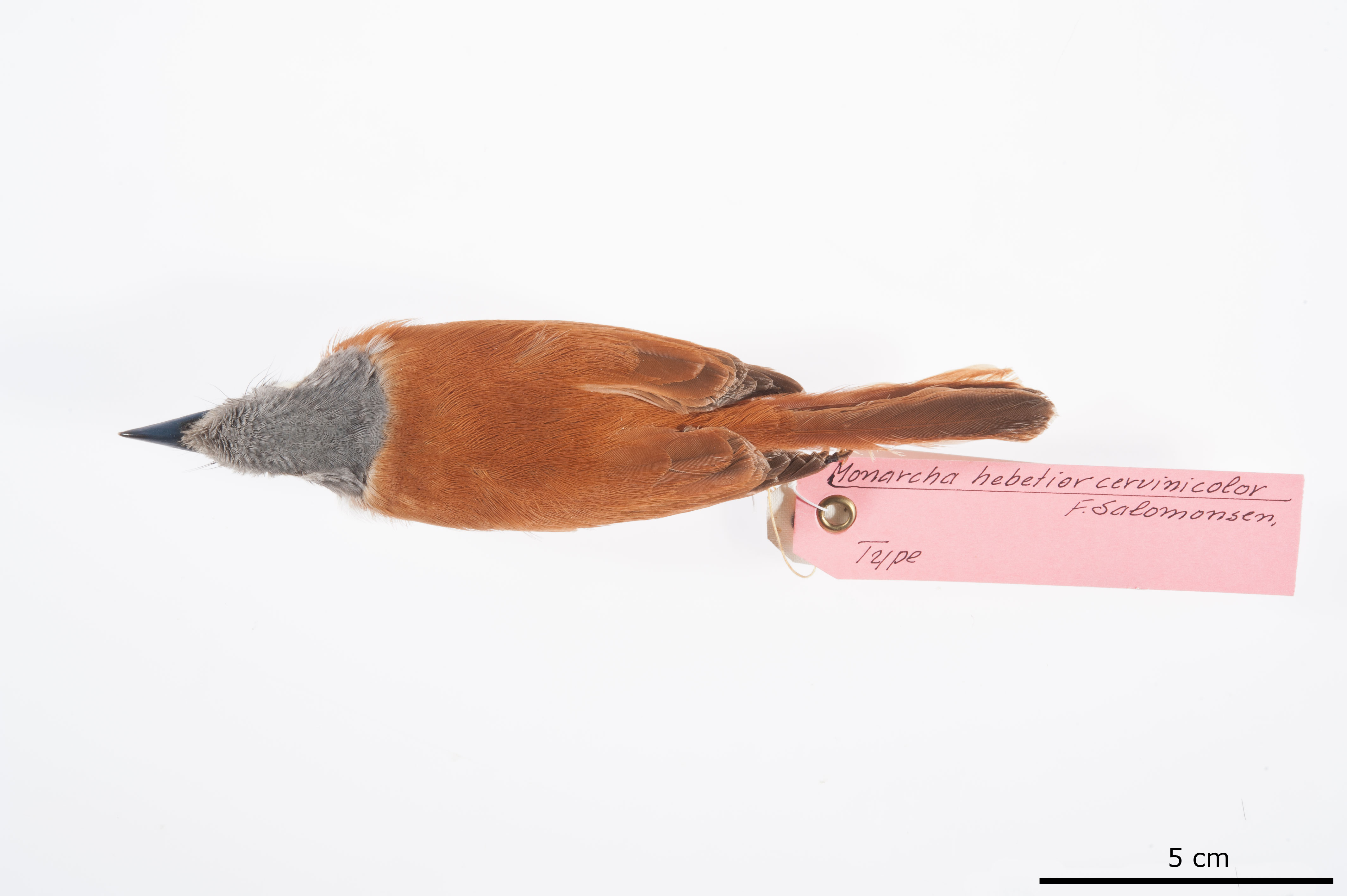 Mussau Flycatcher (Myiagra hebetior), photo 2