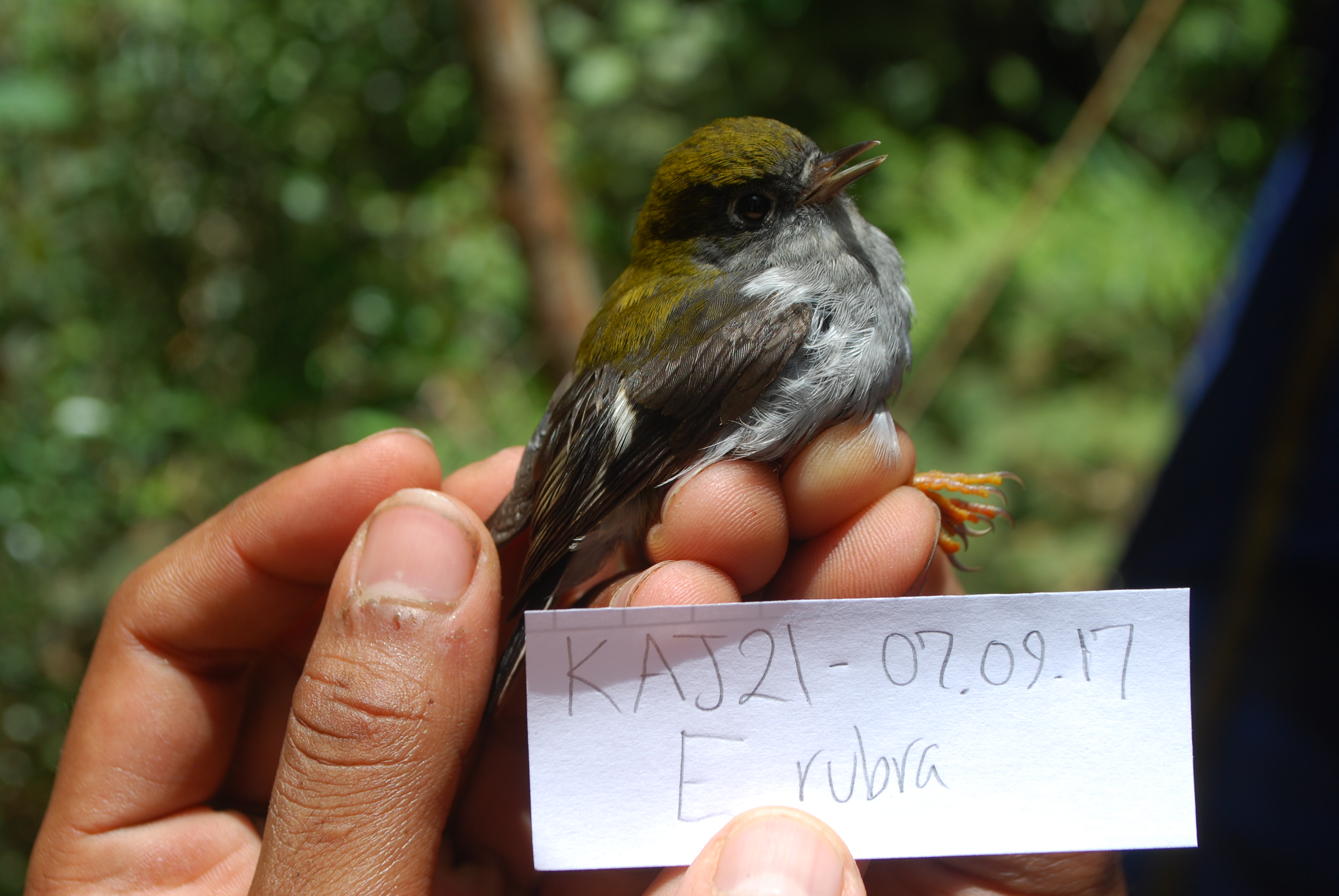 Garnet Robin (Eugerygone rubra), photo 2