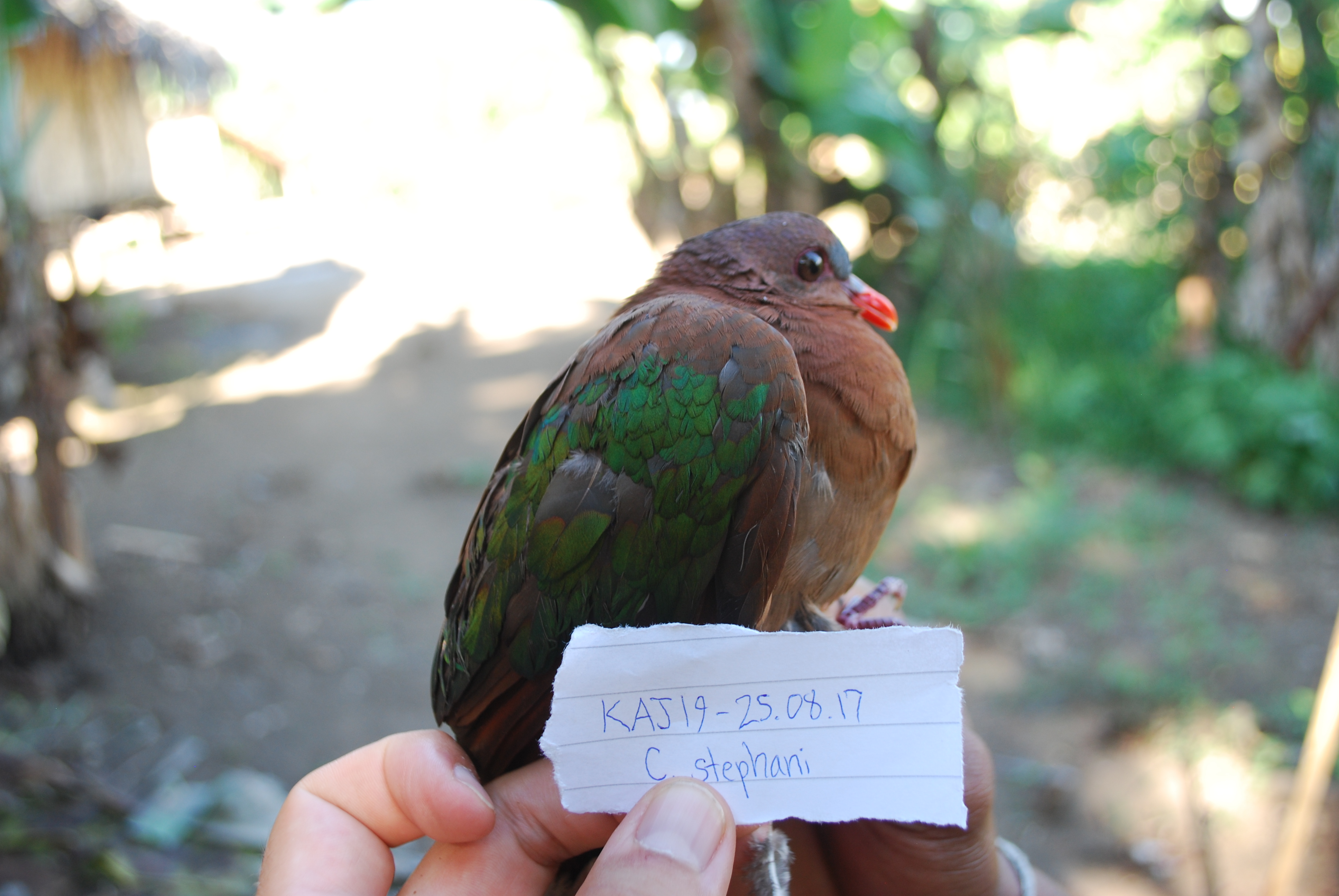 Stephan's Emerald Dove (Chalcophaps stephani), photo 6
