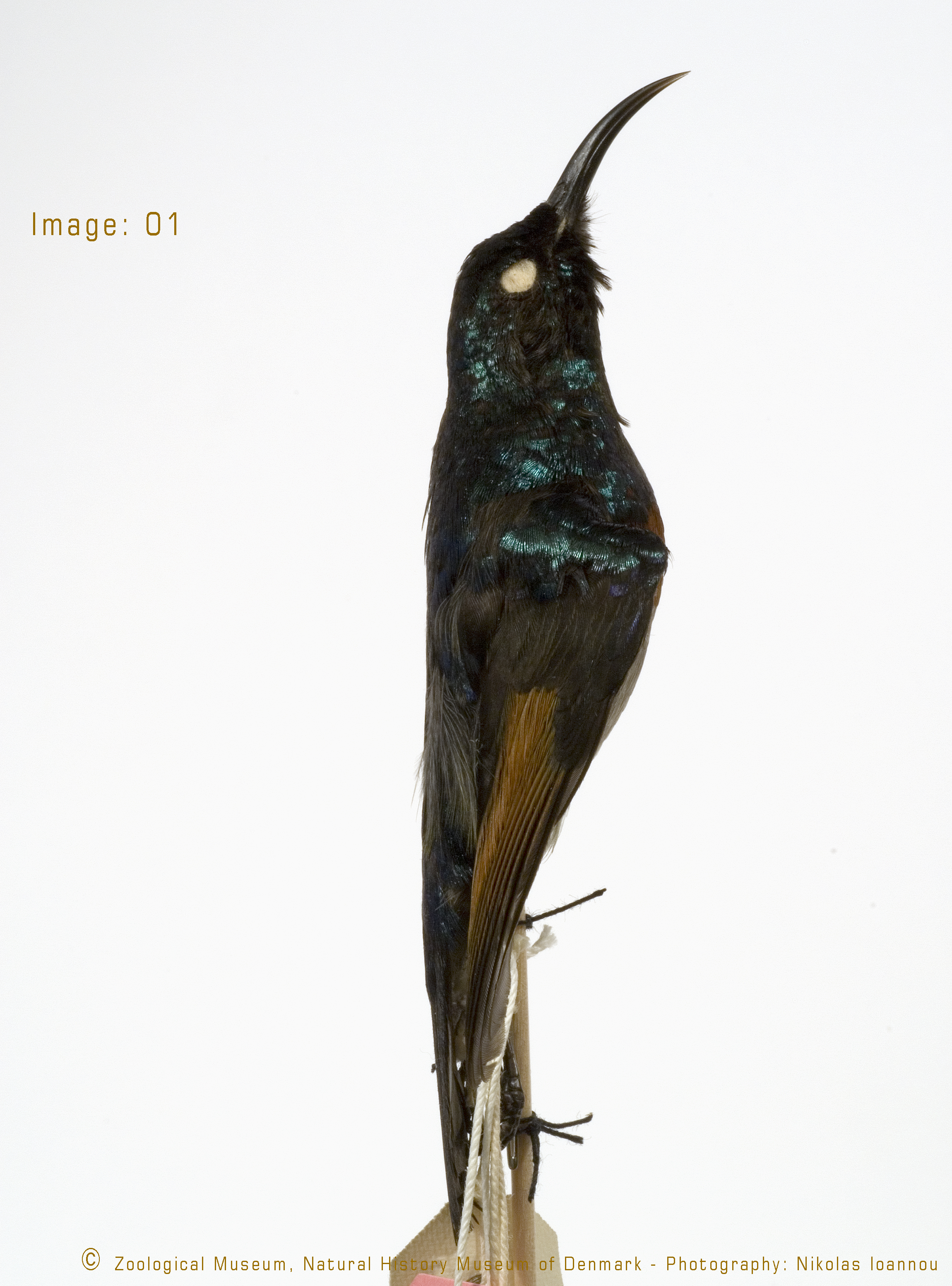 Dark Batis (Batis crypta), photo 4