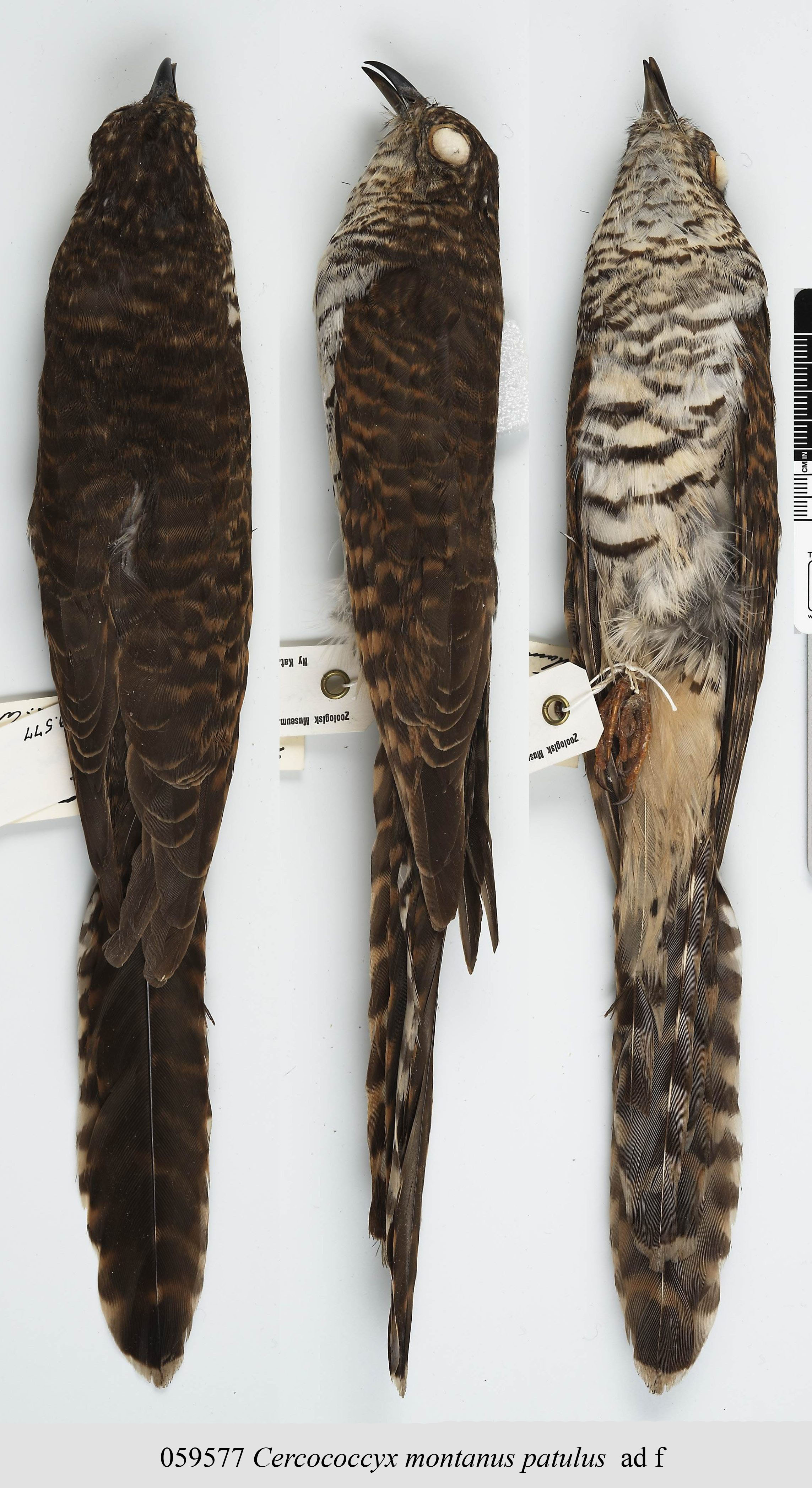 Barred Long-tailed Cuckoo (Cercococcyx montanus), photo 2