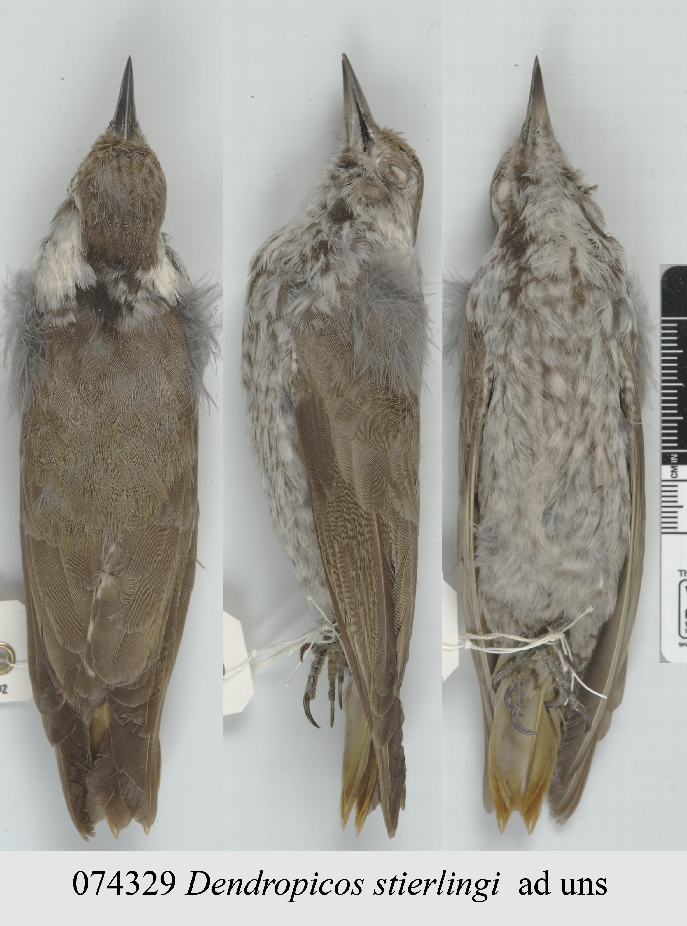 Stierling's Woodpecker (Dendropicos stierlingi), photo 1