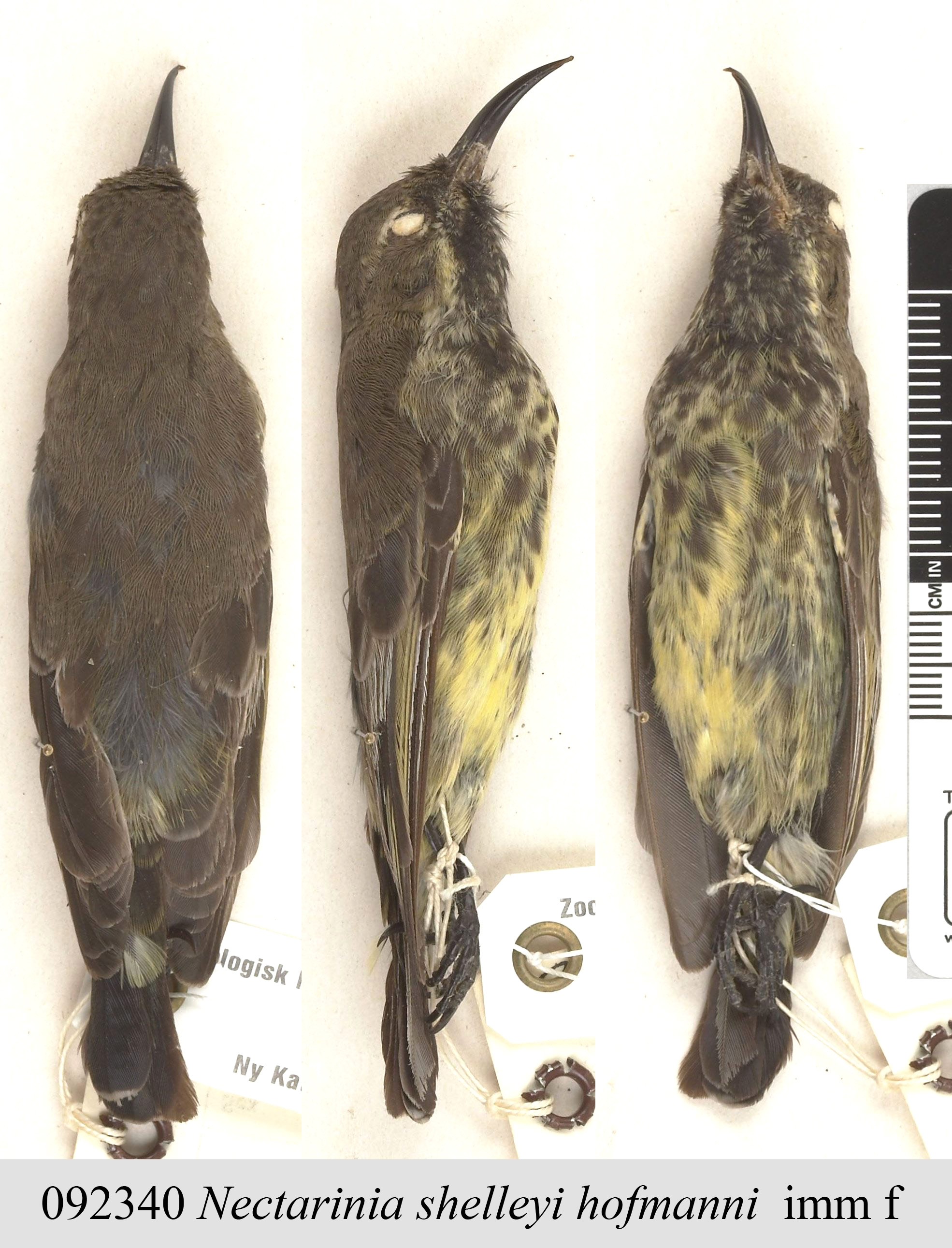 Shelley's Sunbird (Cinnyris shelleyi), photo 10