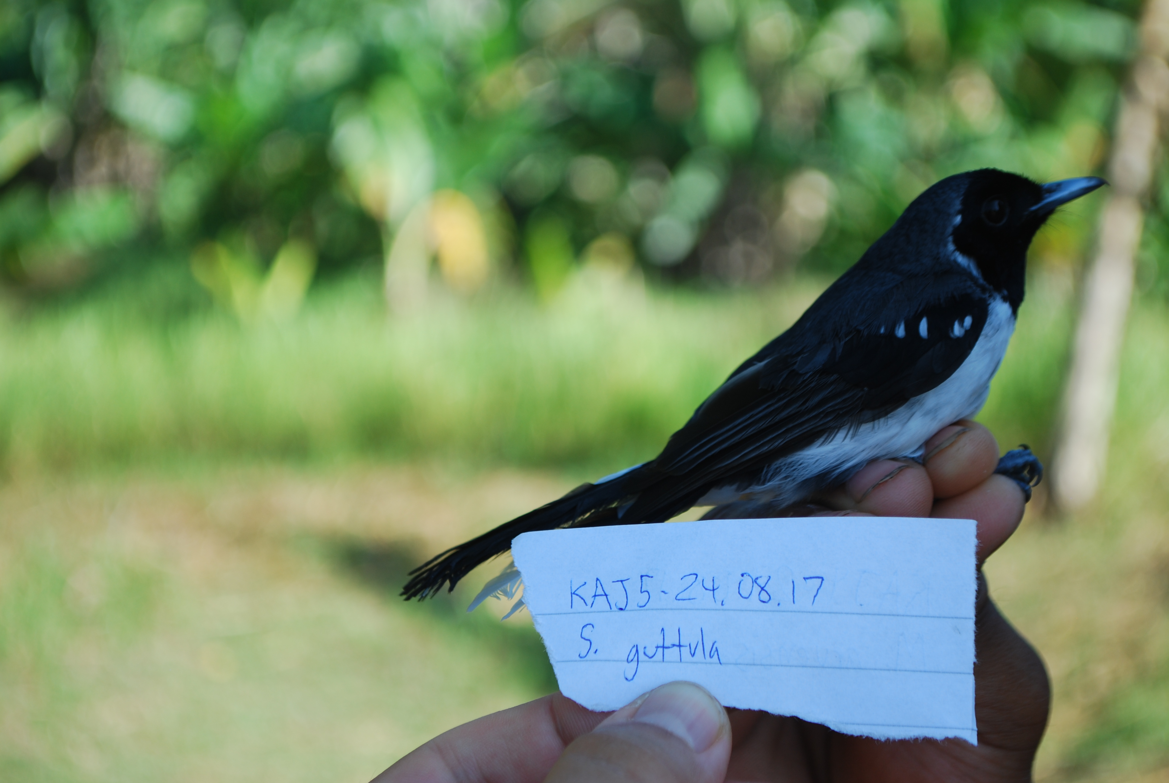 Spot-winged Monarch (Symposiachrus guttula), photo 3