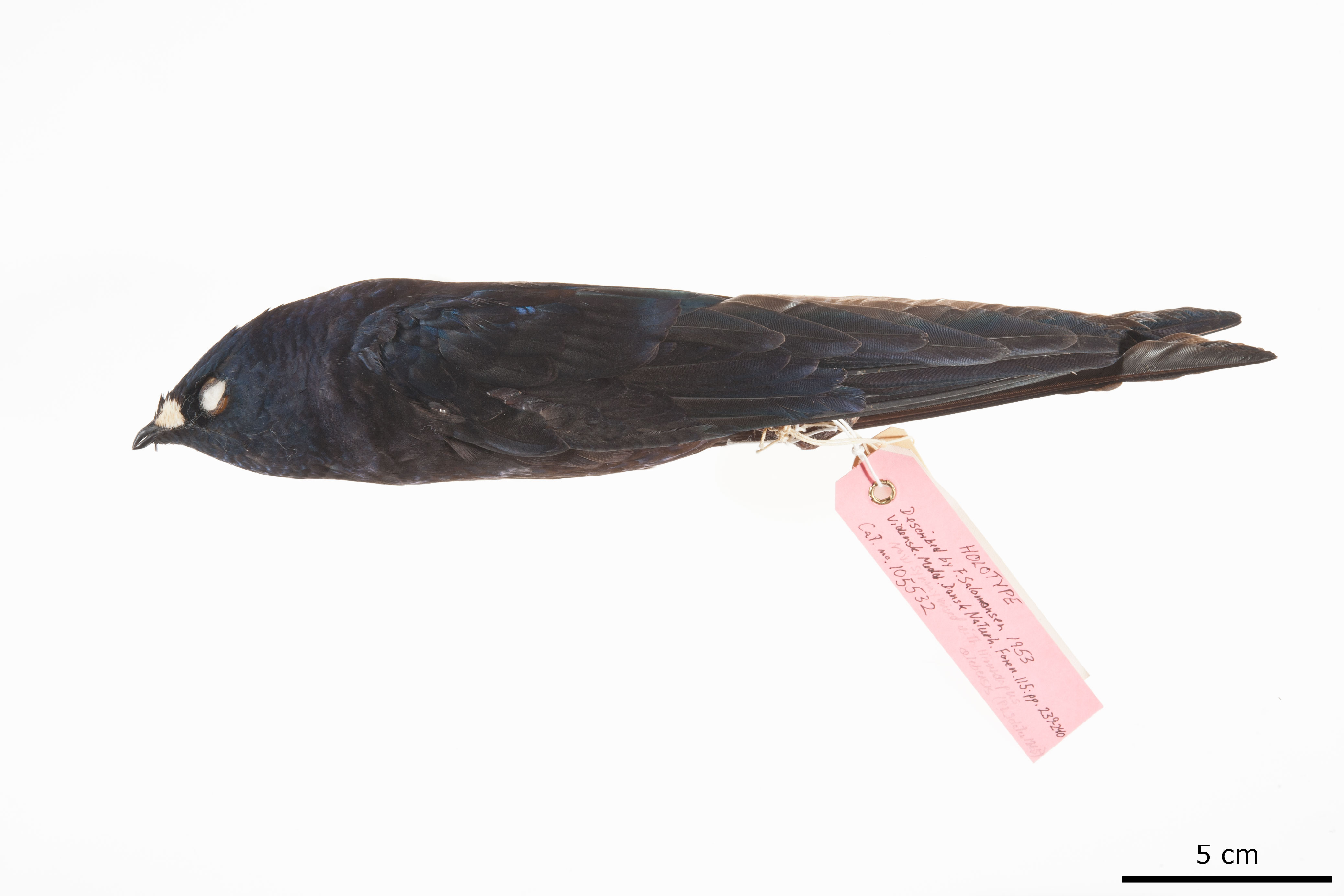 Purple Needletail (Hirundapus celebensis), photo 5