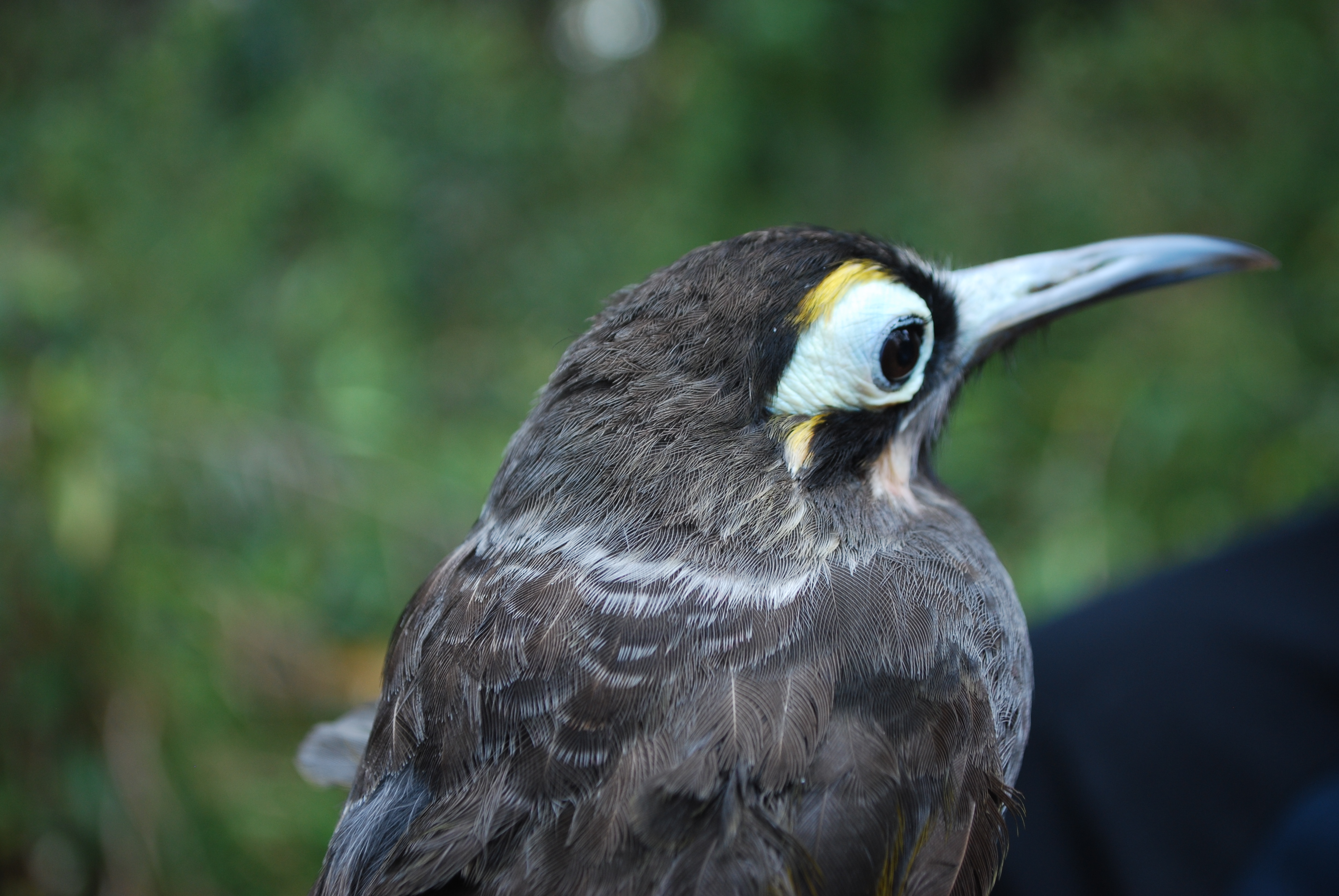 Yellow-browed Melidectes (Melidectes rufocrissalis), photo 10