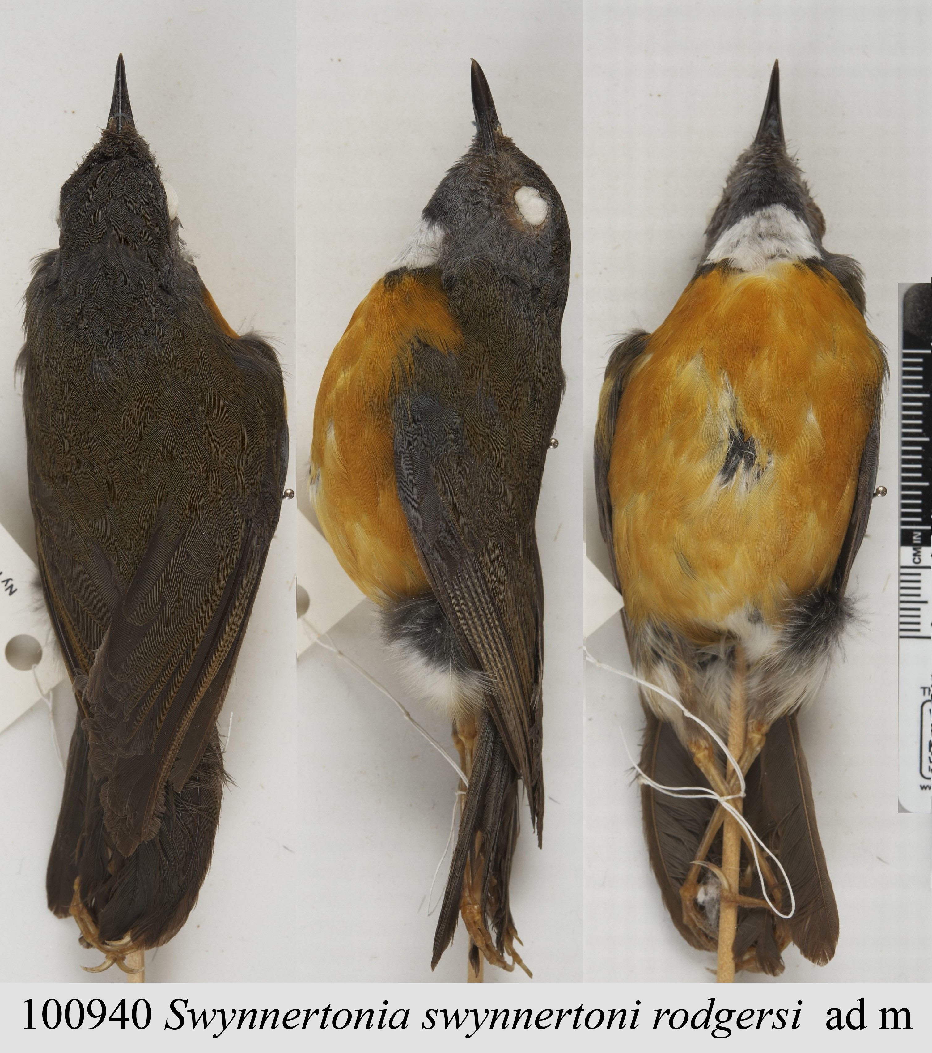 Swynnerton's Robin (Swynnertonia swynnertoni), photo 3