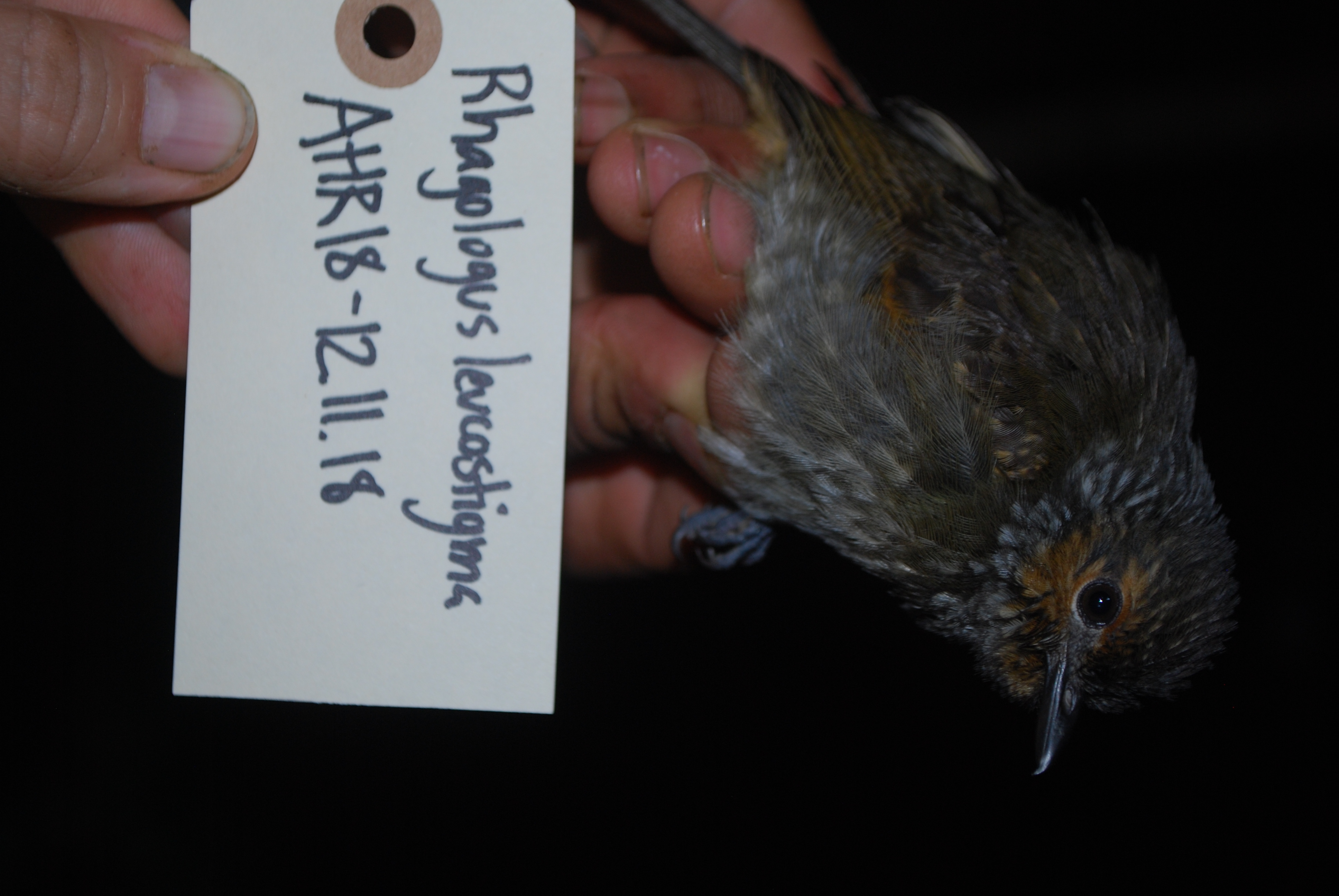 Mottled Berryhunter (Rhagologus leucostigma), photo 3