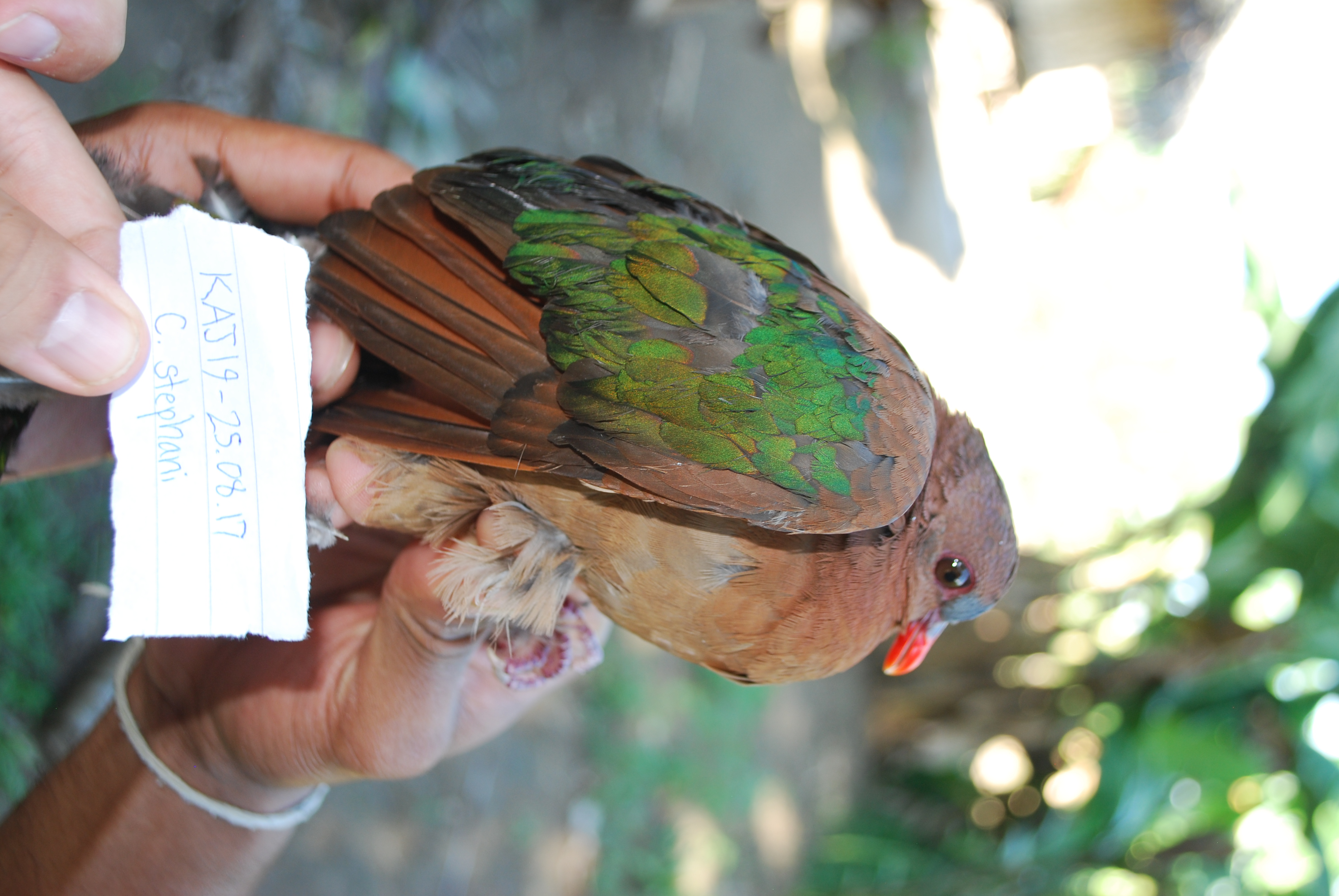 Stephan's Emerald Dove (Chalcophaps stephani), photo 5