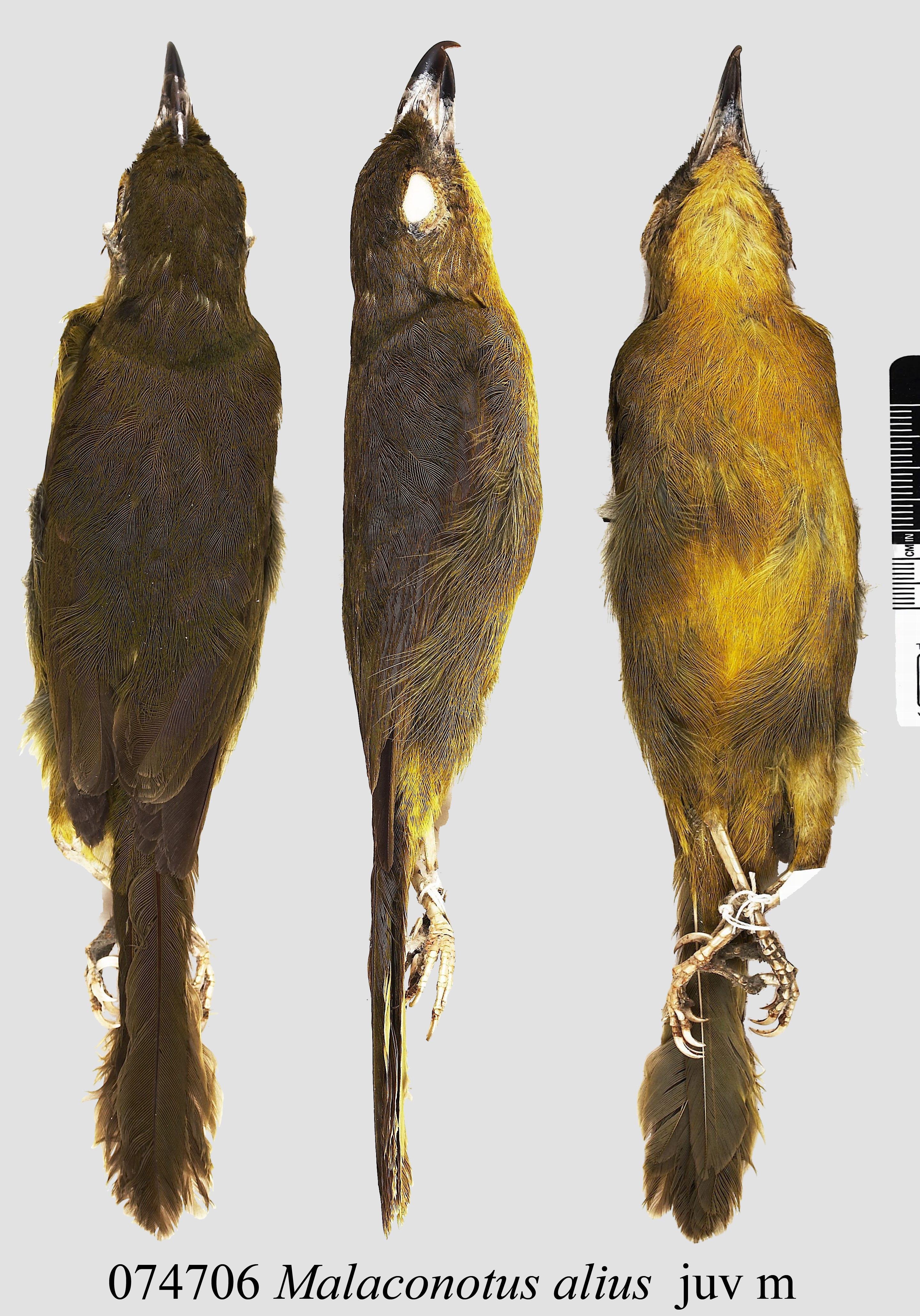 Uluguru Bushshrike (Malaconotus alius), photo 3
