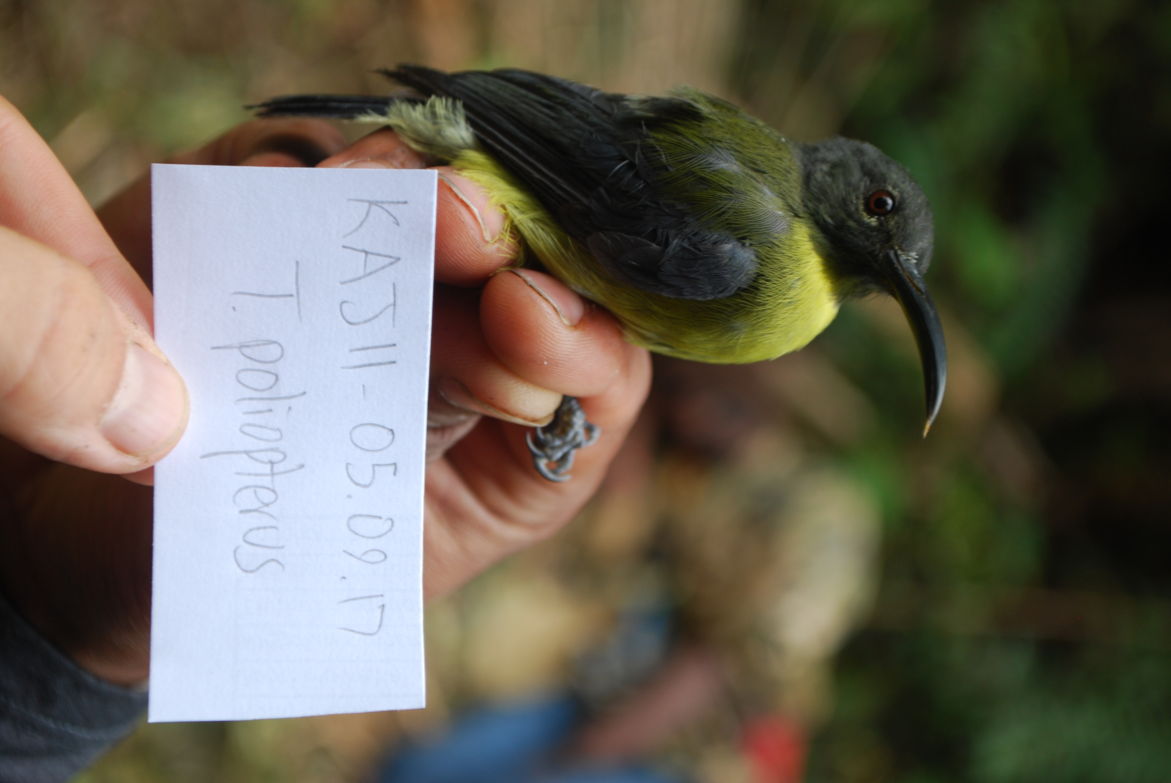 Slaty-headed Longbill (Toxorhamphus poliopterus), photo 7