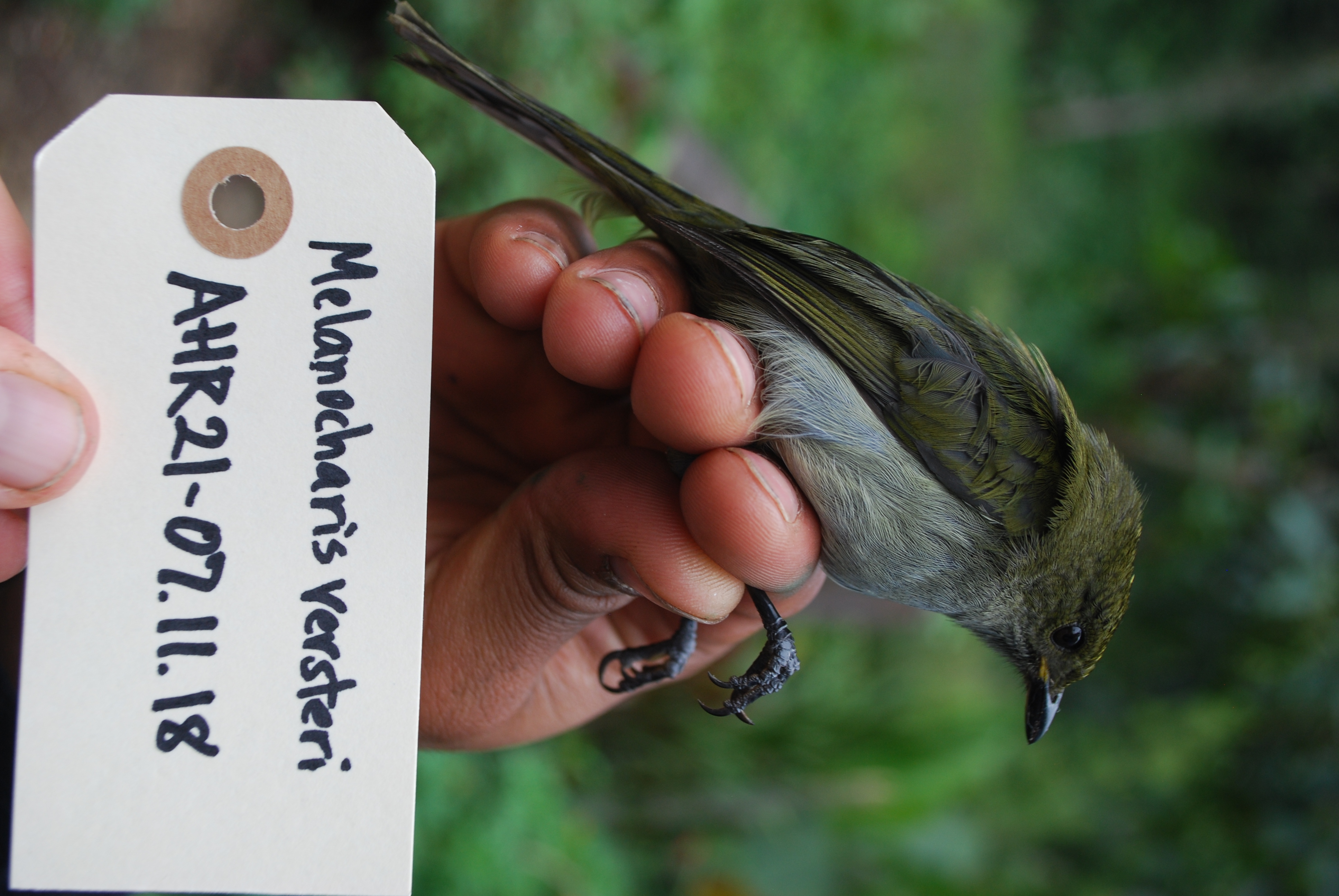 Fan-tailed Berrypecker (Melanocharis versteri), photo 8