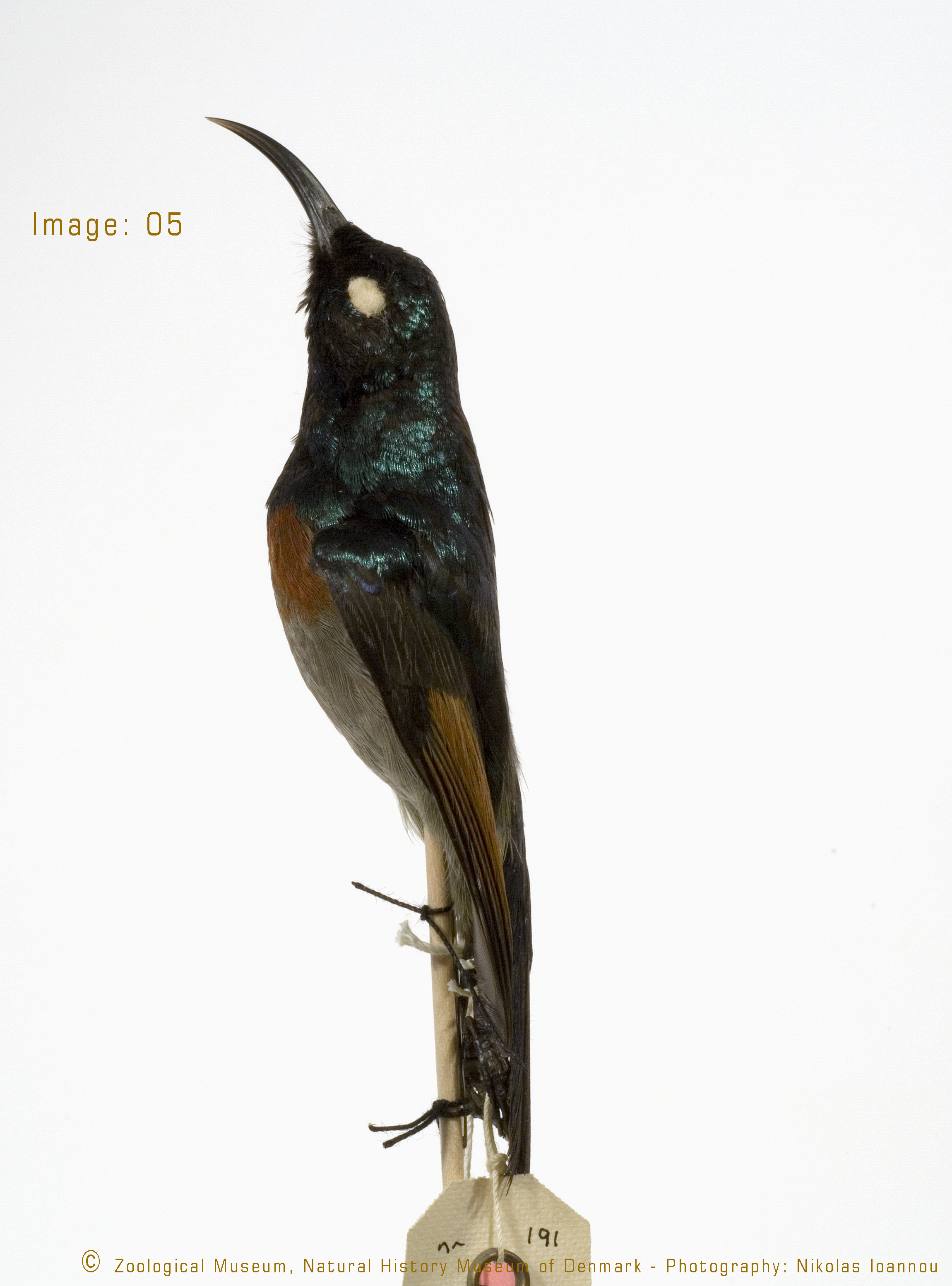 Dark Batis (Batis crypta), photo 2