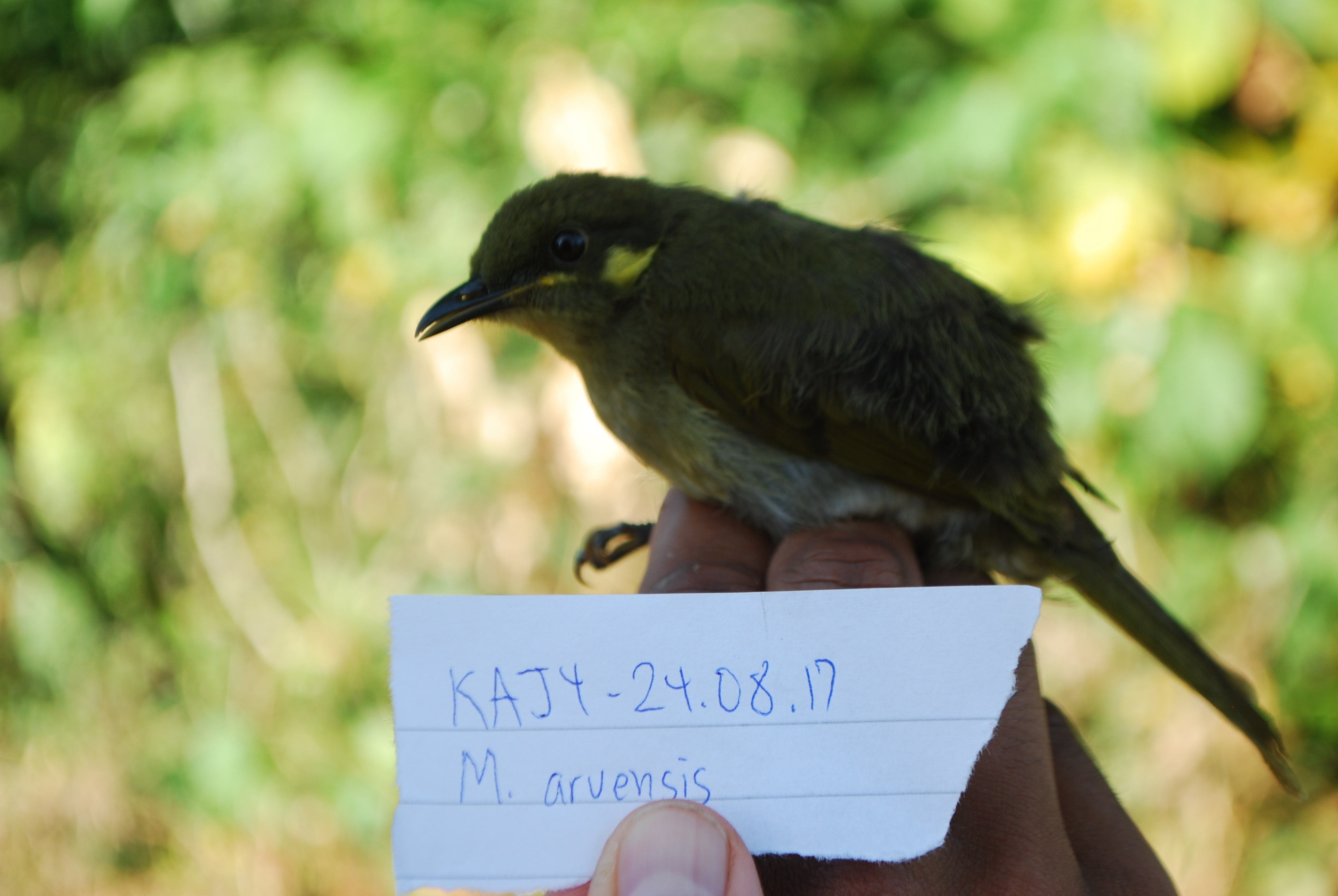 Puff-backed Honeyeater (Meliphaga aruensis), photo 2