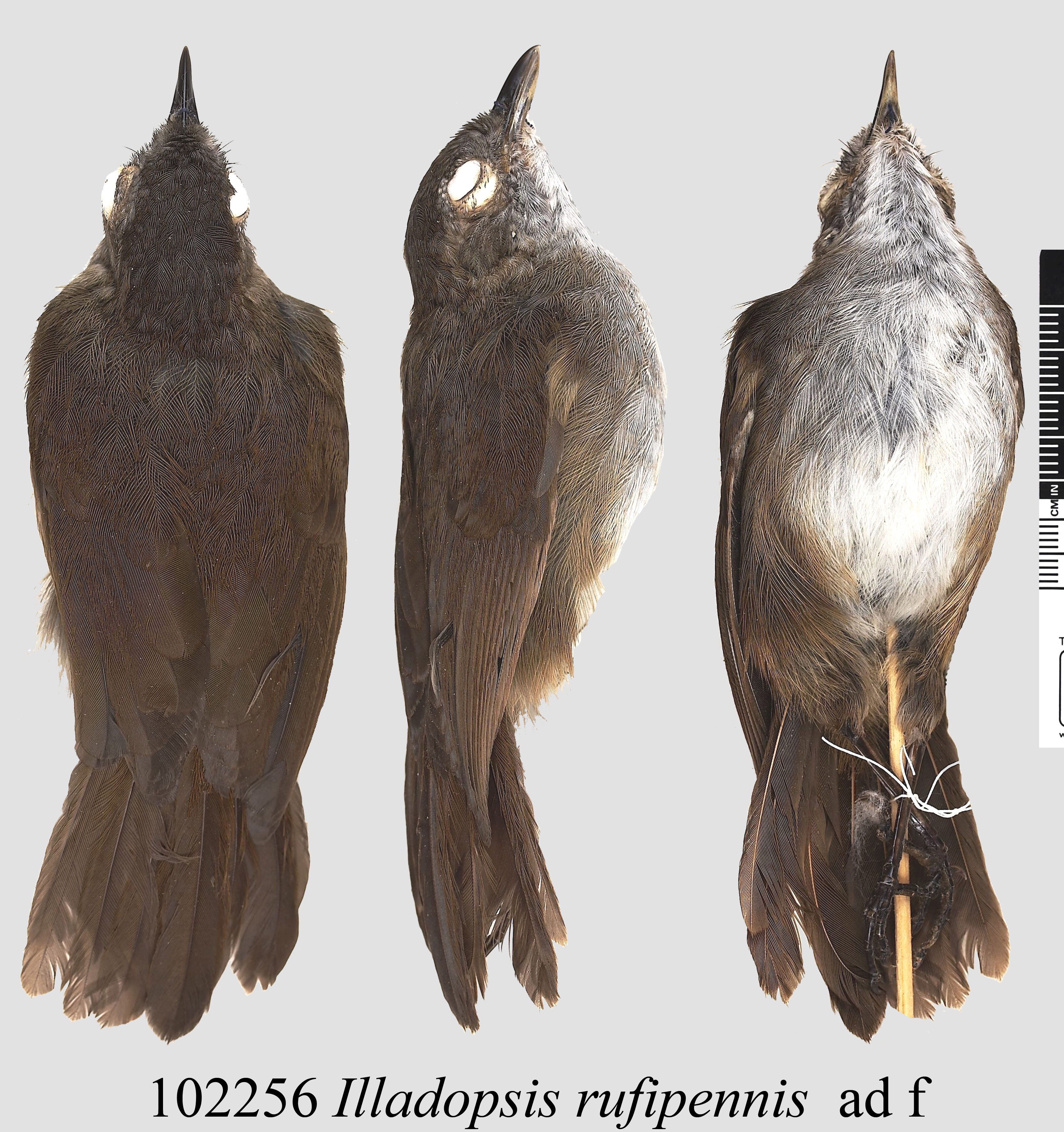 Pale-breasted Illadopsis (Illadopsis rufipennis)