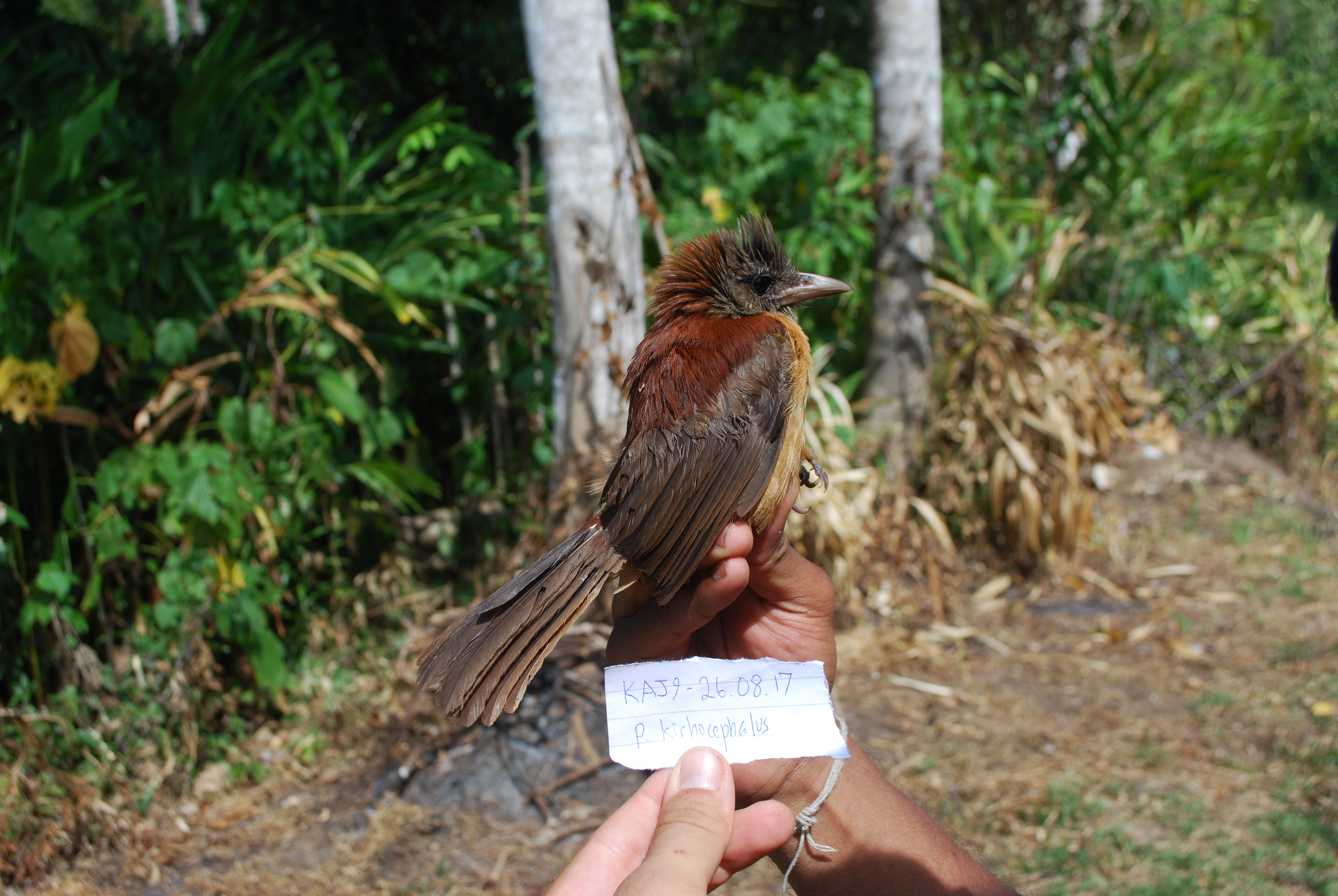 Northern Variable Pitohui (Pitohui kirhocephalus), photo 9