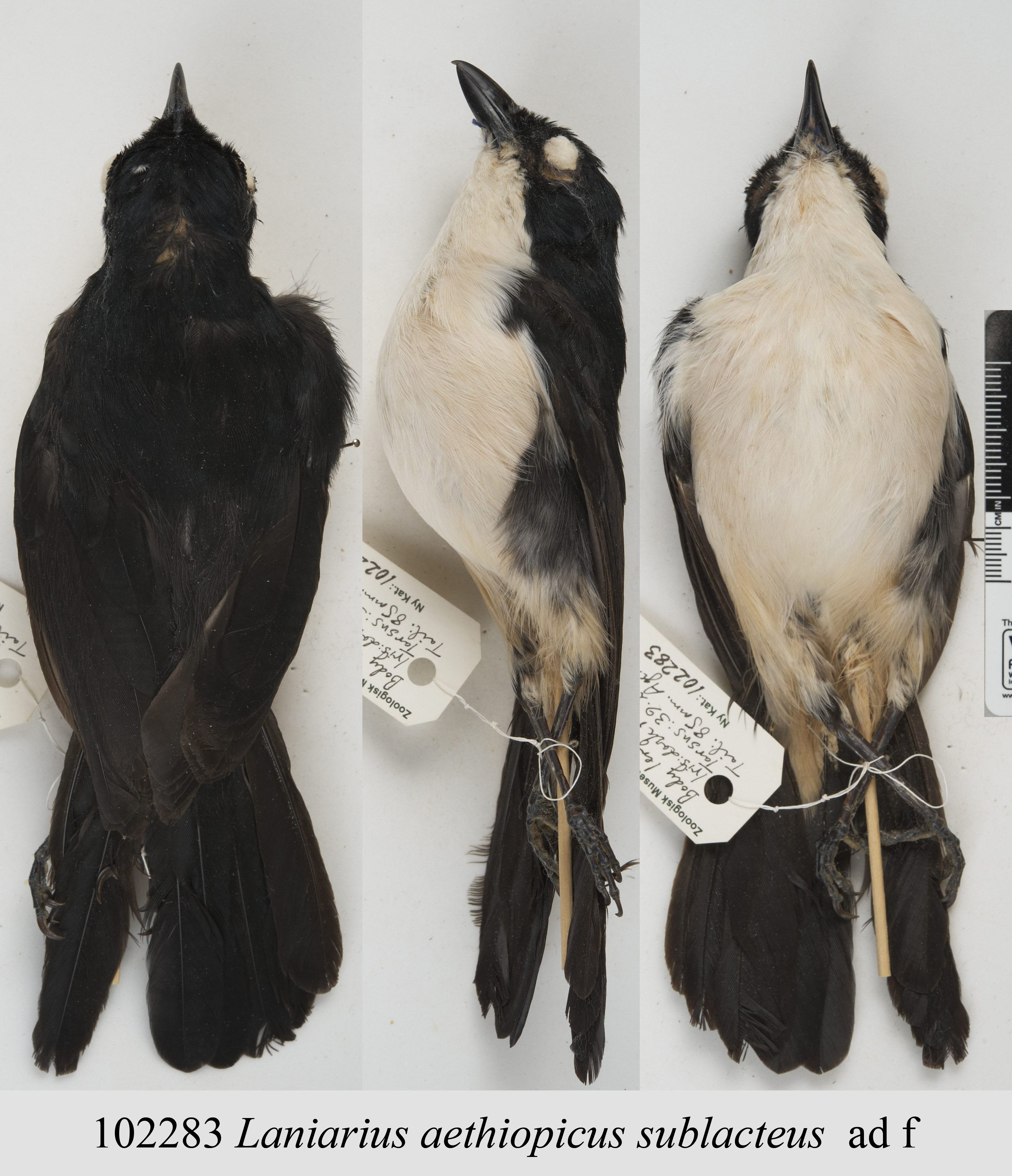East Coast Boubou (Laniarius sublacteus), photo 3