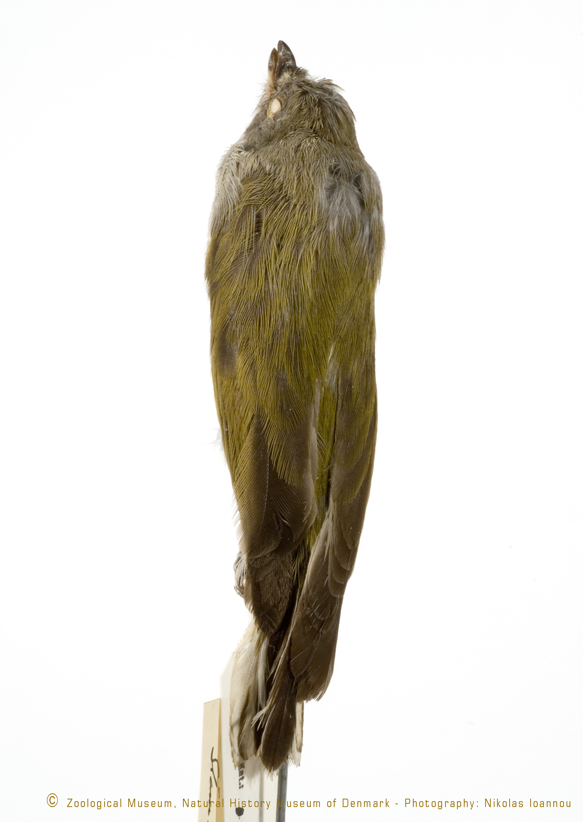 Pallid Honeyguide (Indicator meliphilus), photo 6