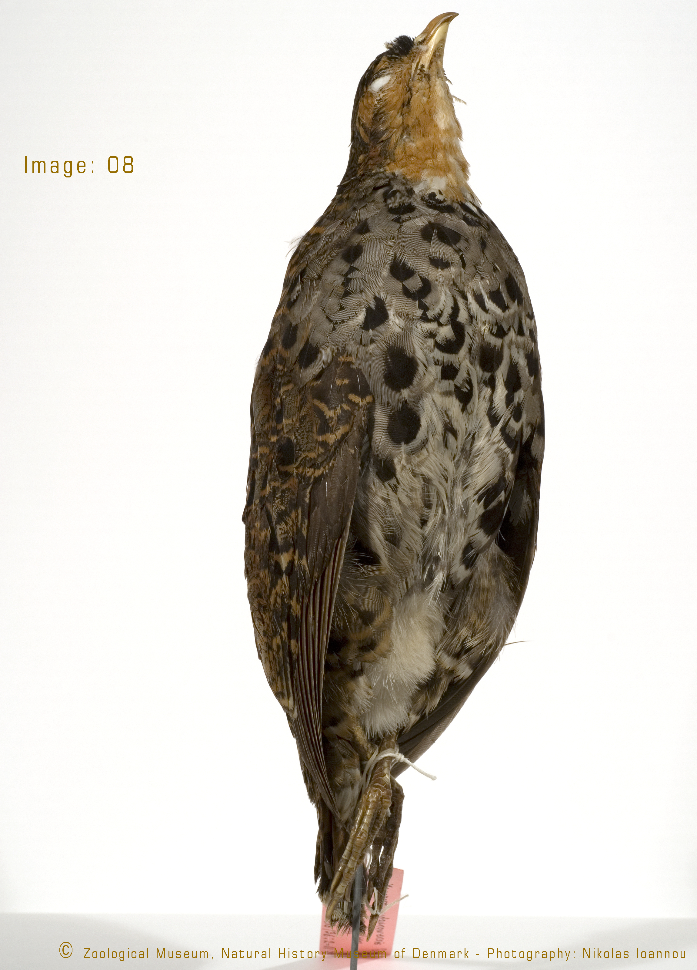 Udzungwa Forest Partridge (Xenoperdix udzungwensis), photo 8