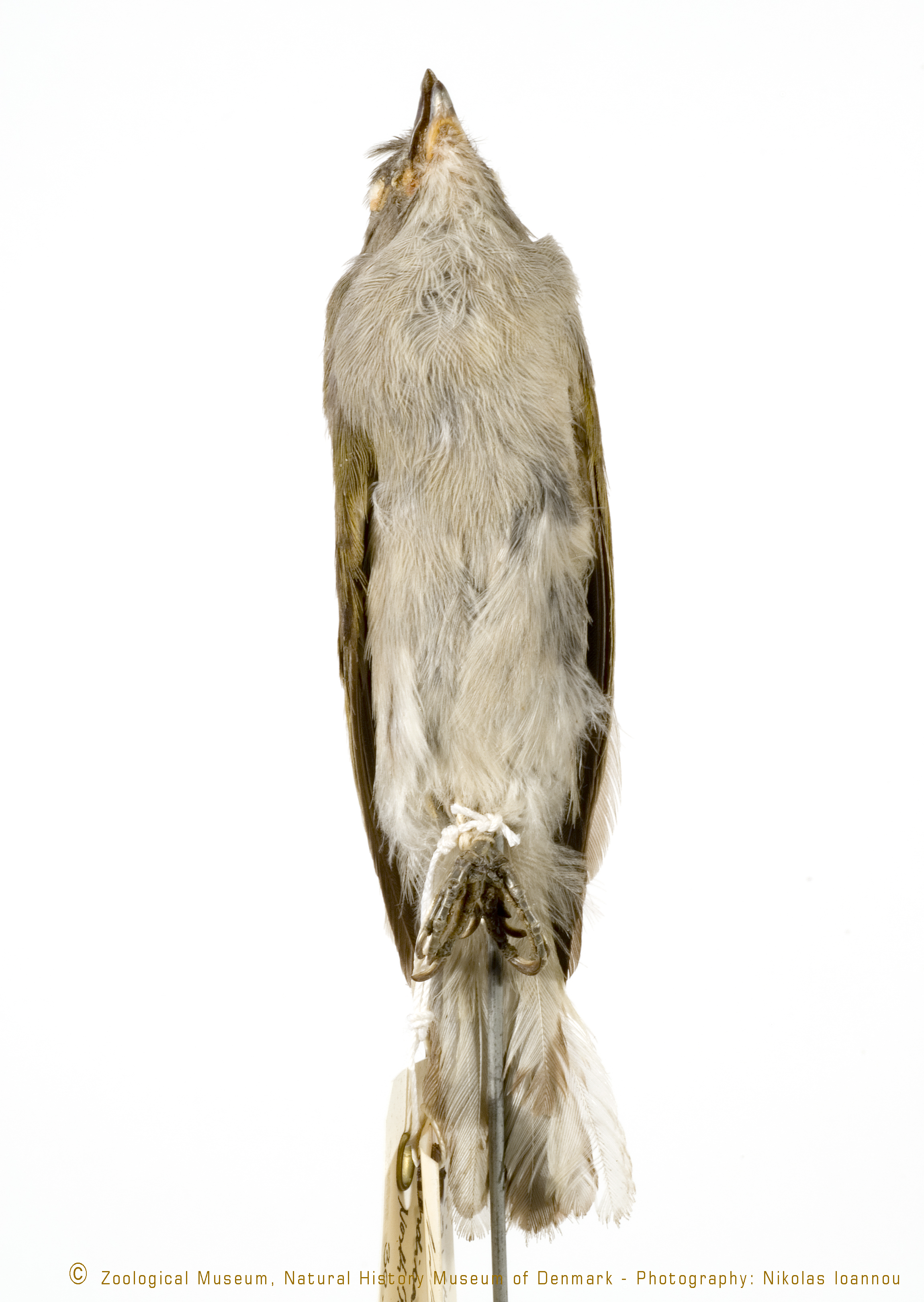 Pallid Honeyguide (Indicator meliphilus), photo 9