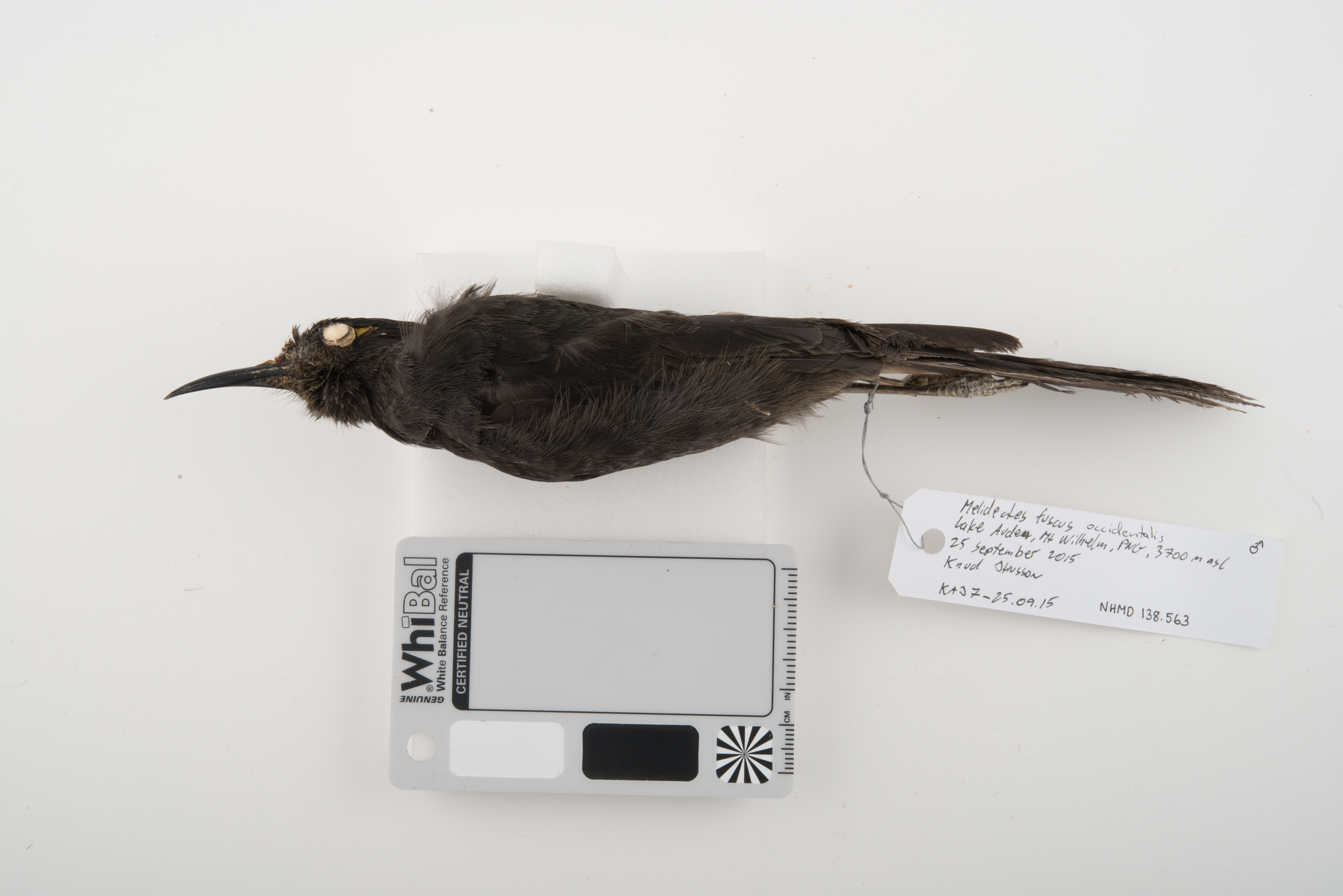 Sooty Honeyeater (Melionyx fuscus), photo 4