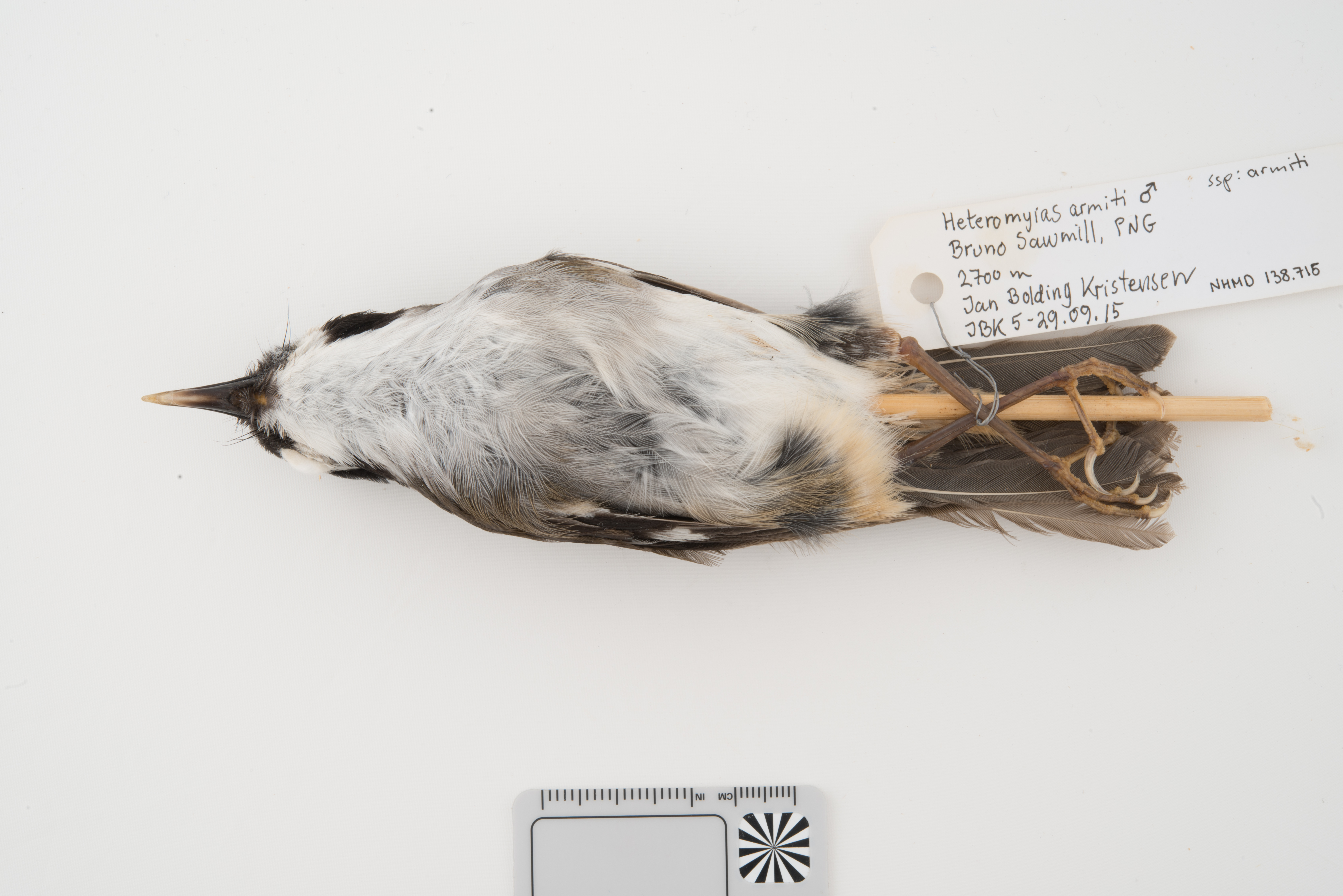 Ashy Robin (Heteromyias albispecularis), photo 7