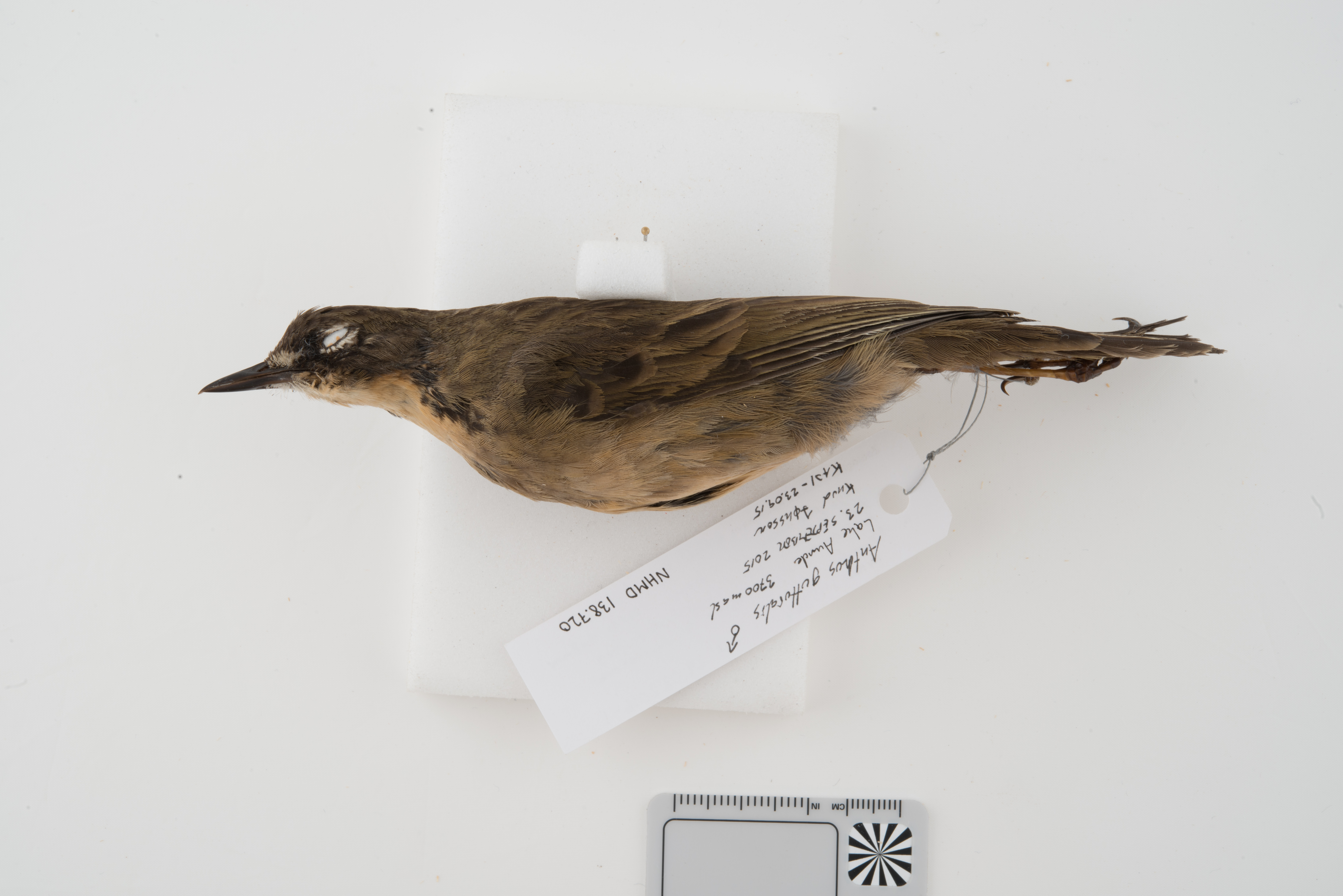 Alpine Pipit (Anthus gutturalis), photo 2