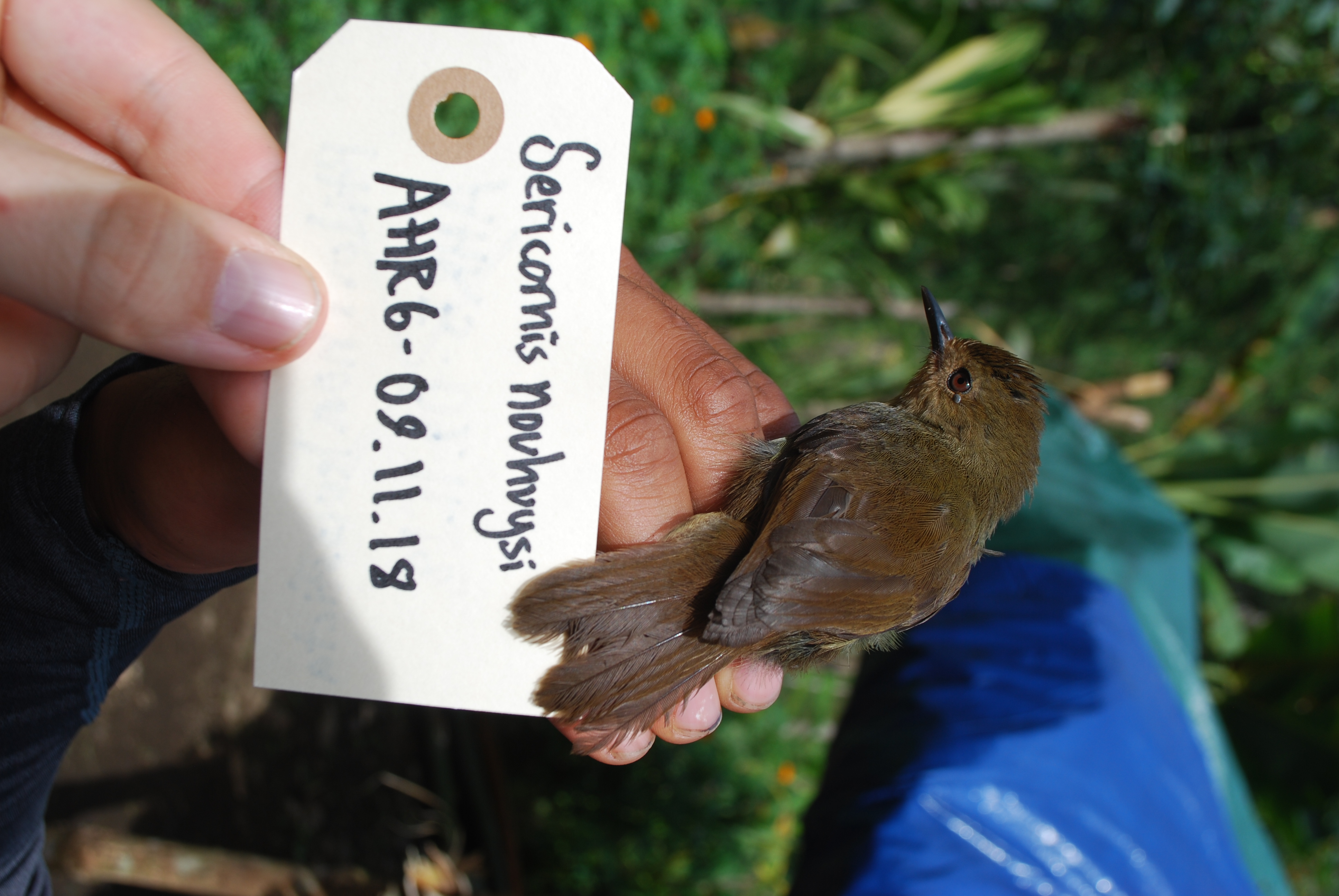 Large Scrubwren (Sericornis nouhuysi), photo 7