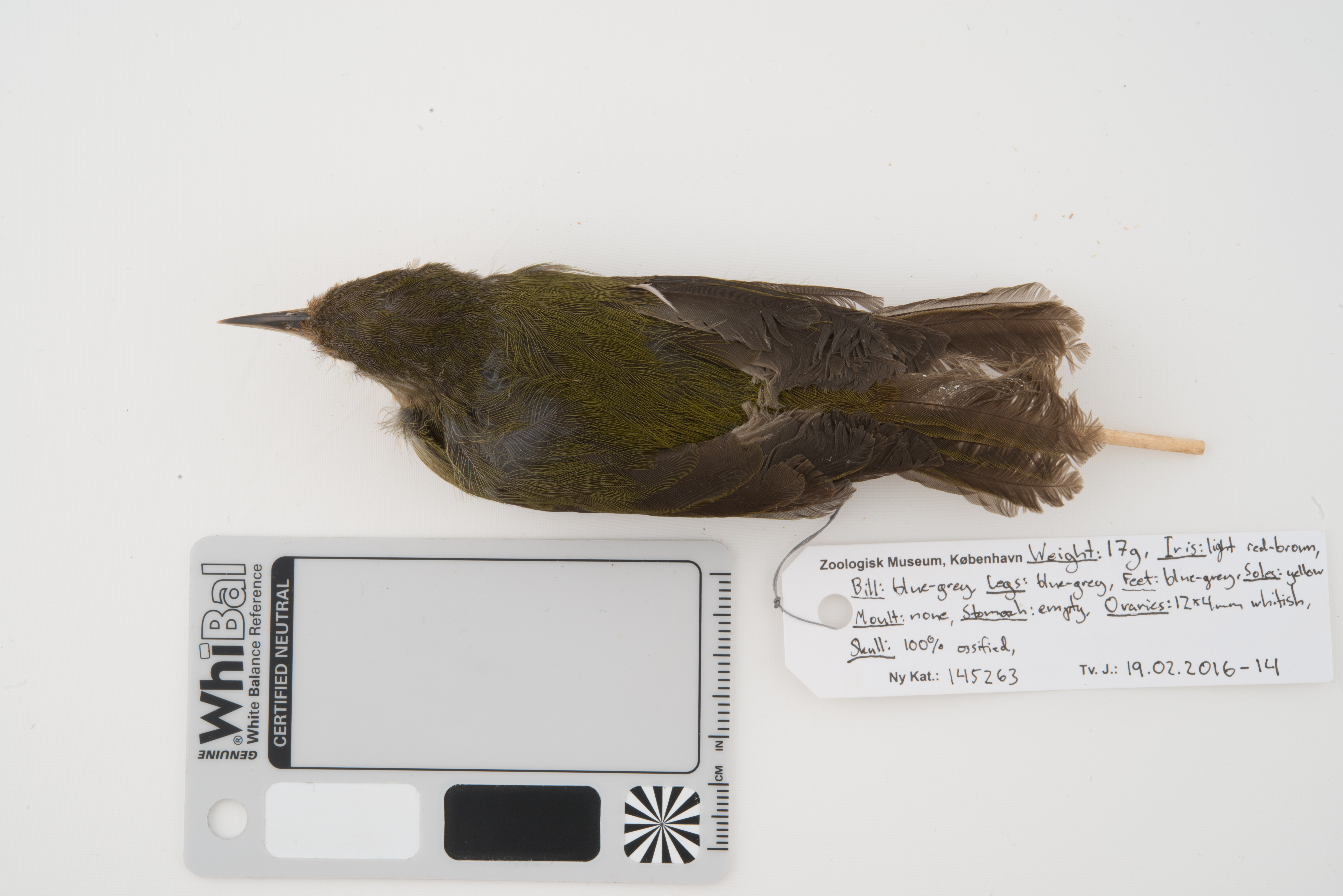 Olive Straightbill (Timeliopsis fulvigula), photo 8