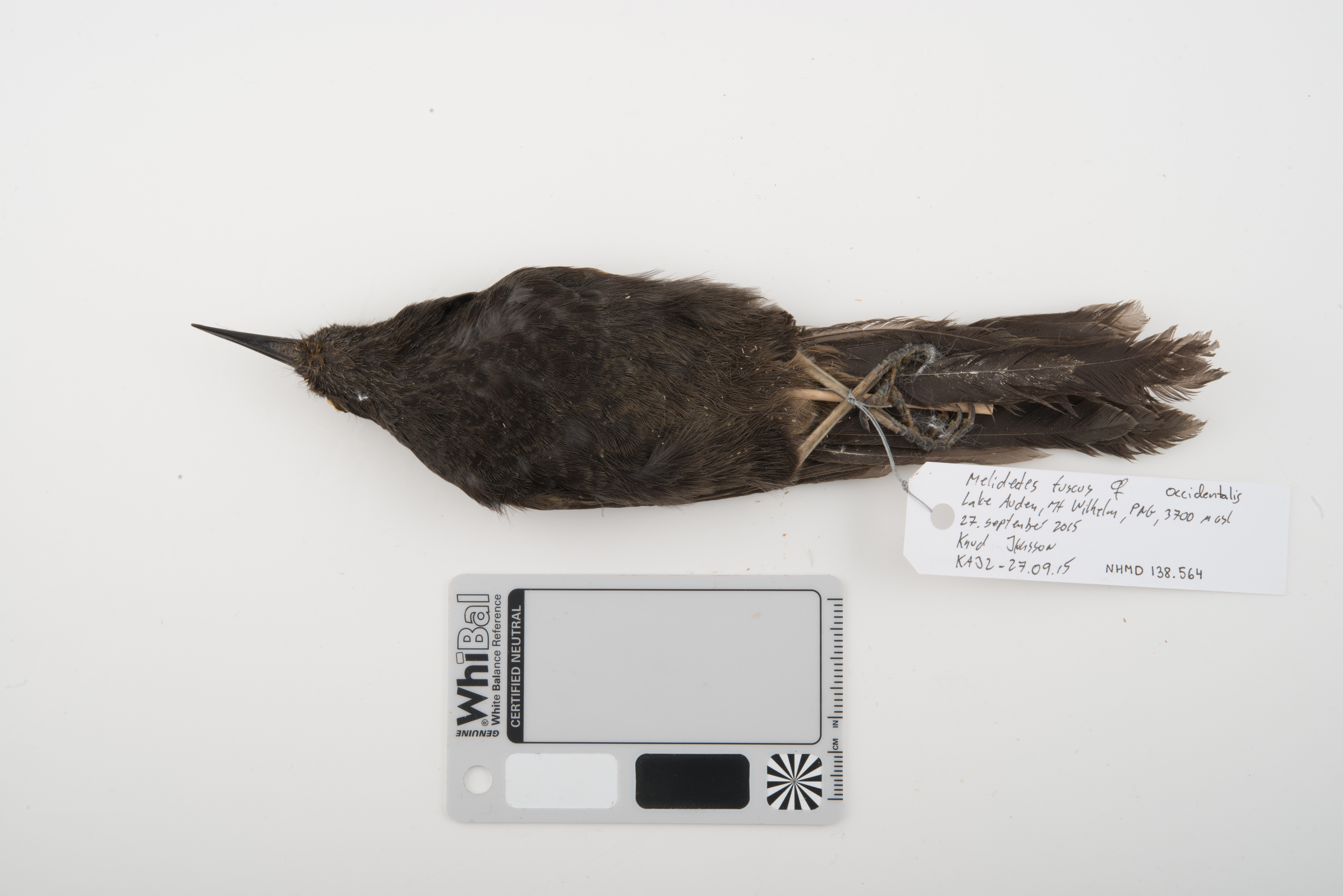 Sooty Honeyeater (Melionyx fuscus), photo 2