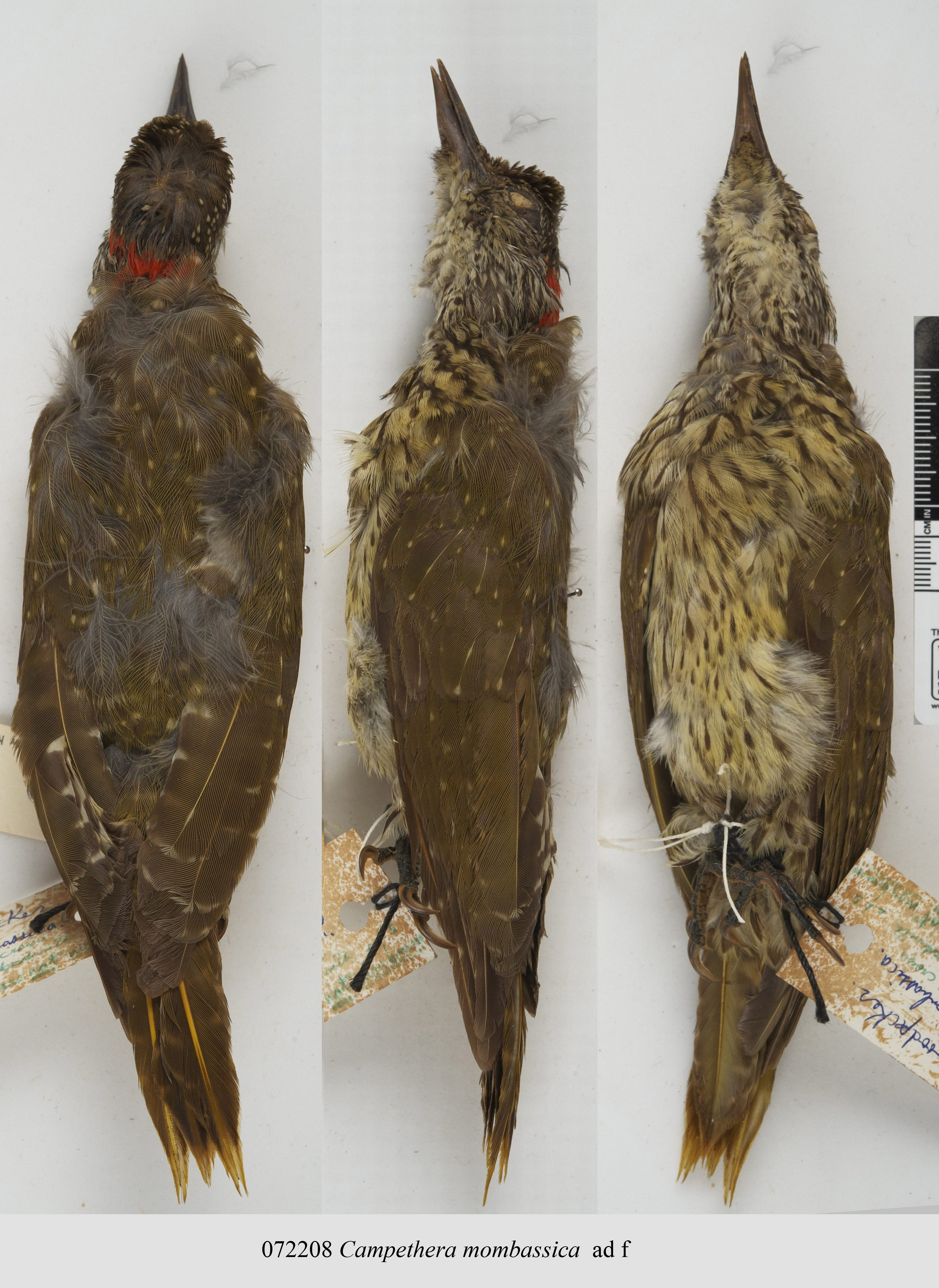 Mombasa Woodpecker (Campethera mombassica)