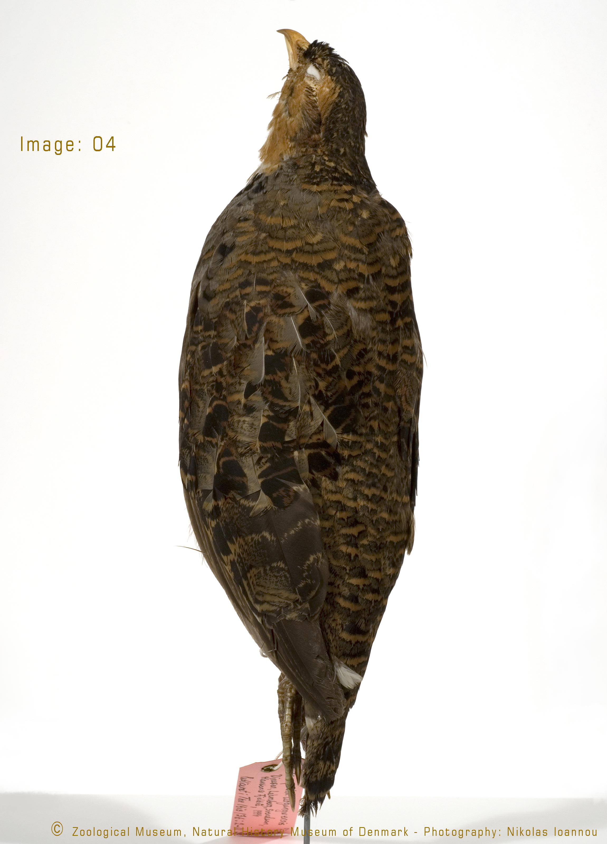 Udzungwa Forest Partridge (Xenoperdix udzungwensis), photo 7