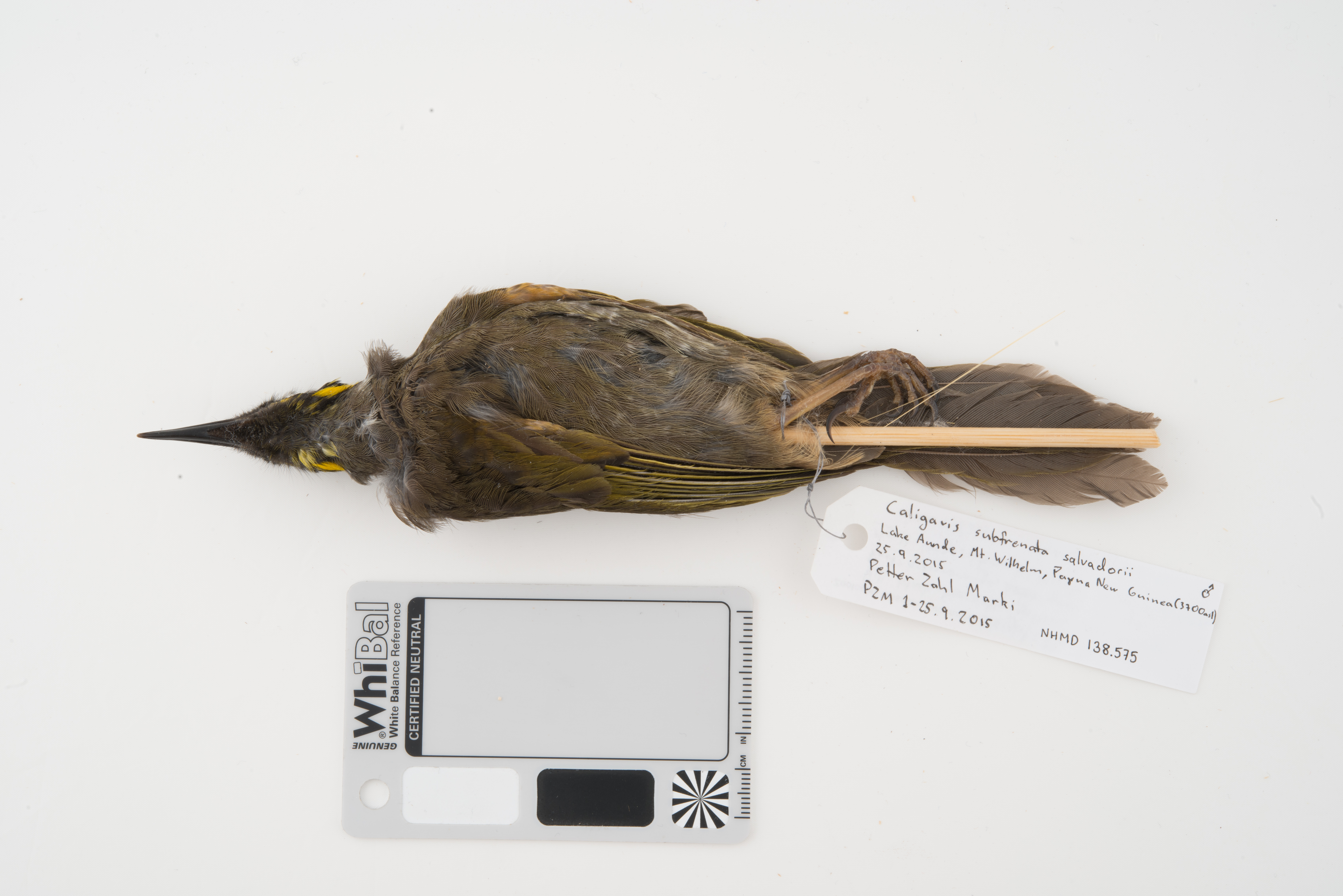 Black-throated Honeyeater (Caligavis subfrenata), photo 5
