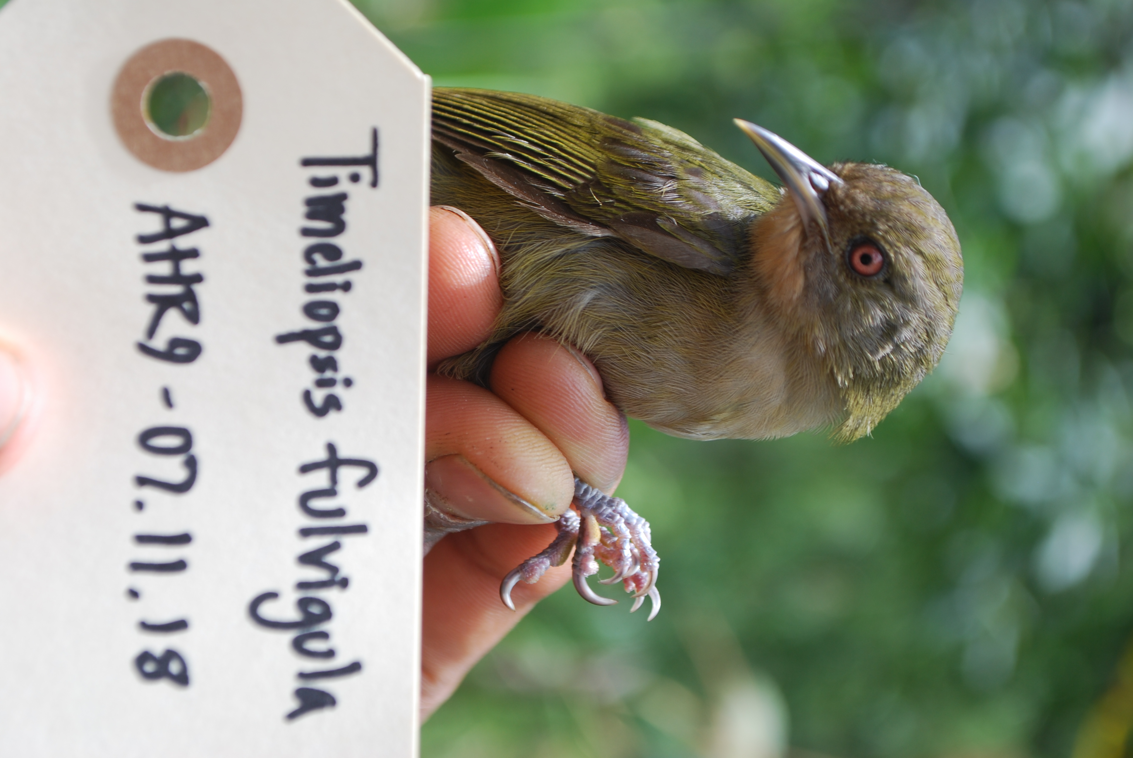Olive Straightbill (Timeliopsis fulvigula), photo 1