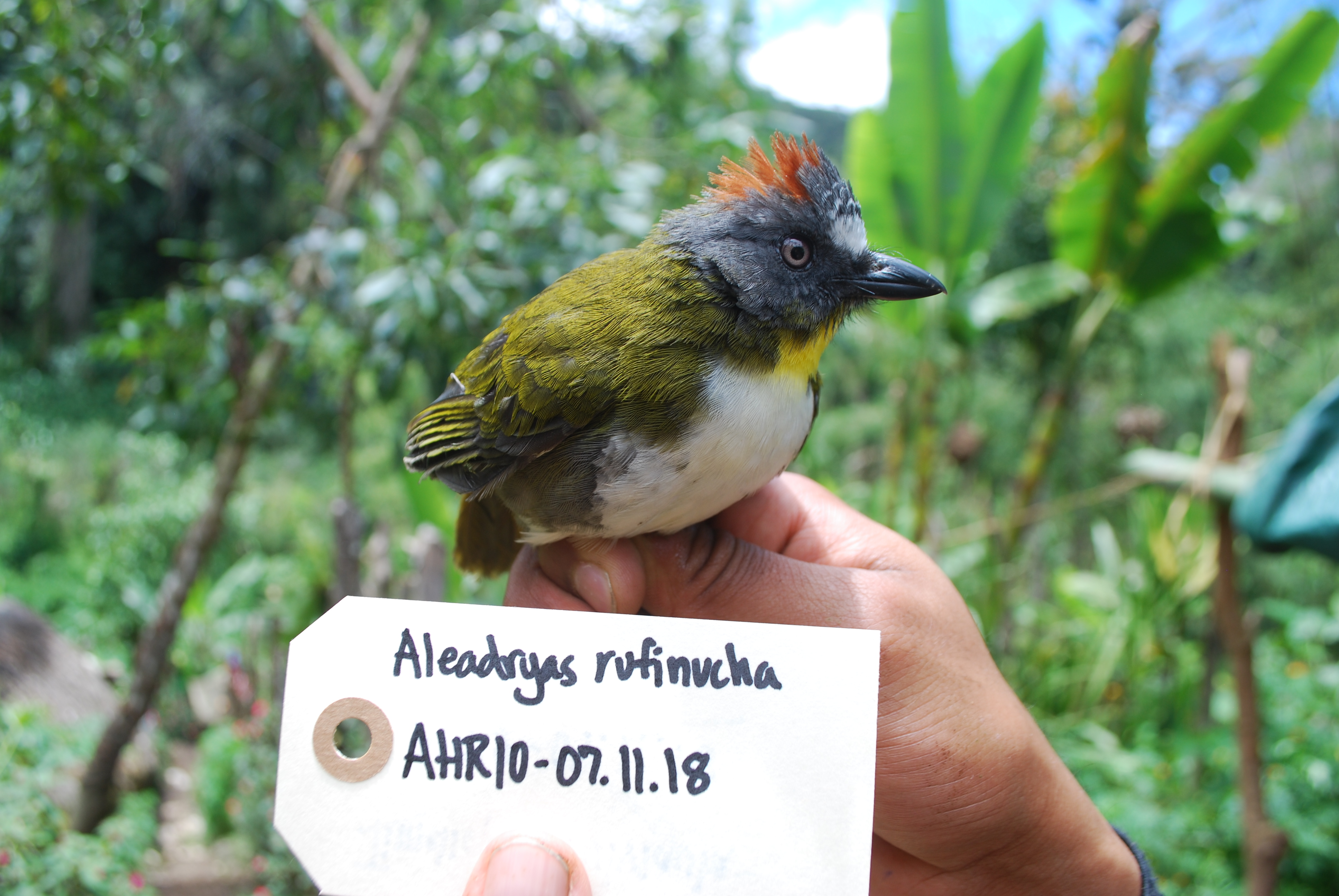 Rufous-naped Bellbird (Aleadryas rufinucha), photo 10