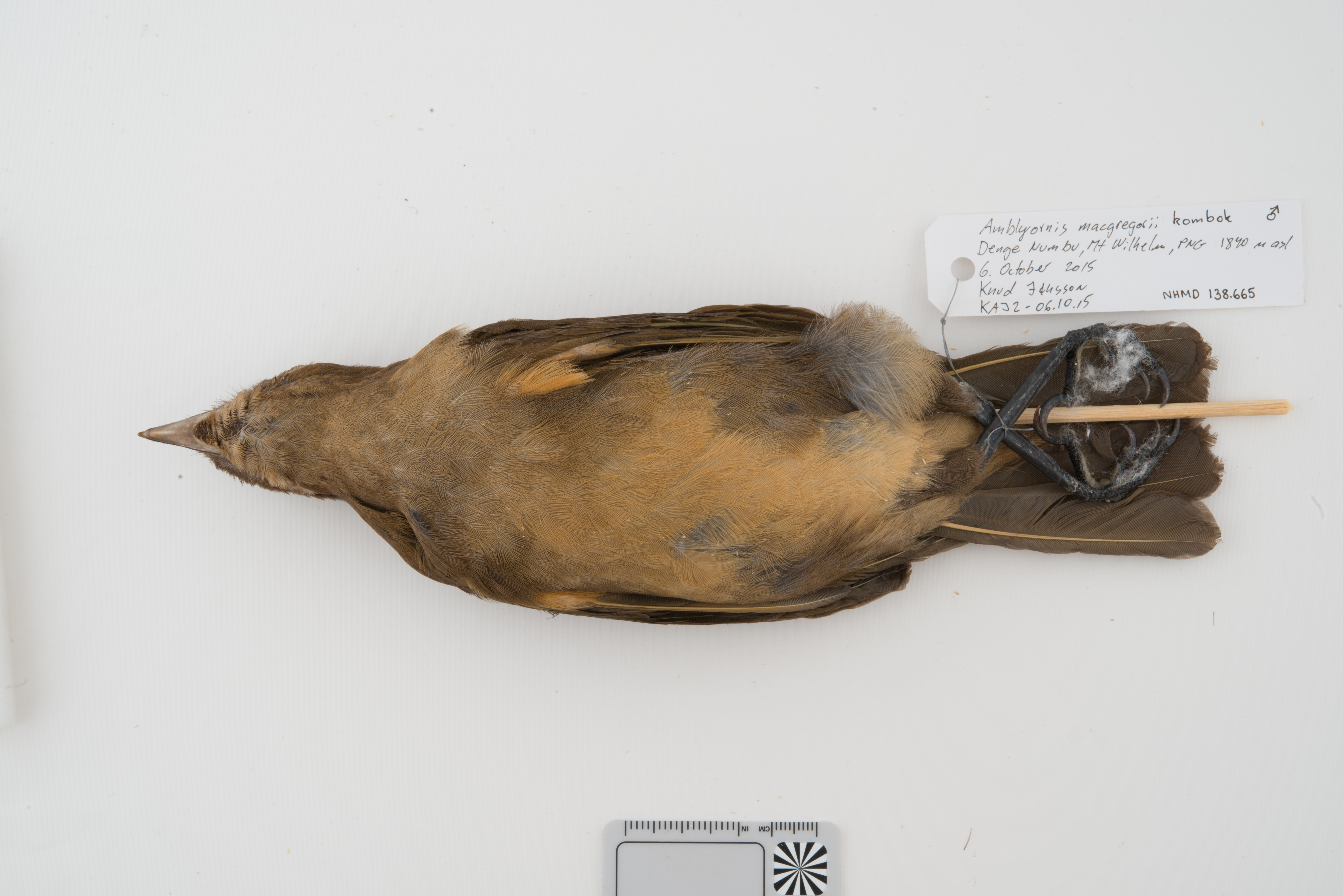MacGregor's Bowerbird (Amblyornis macgregoriae), photo 7