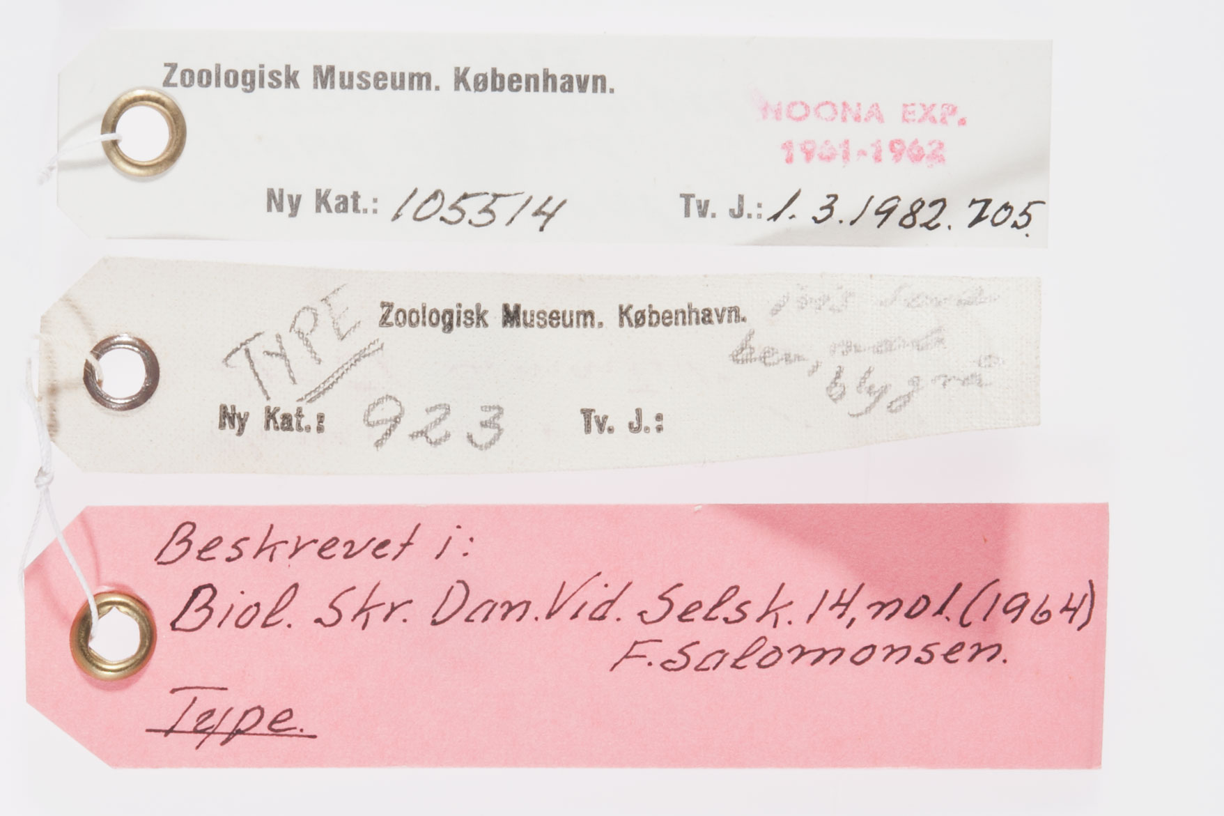 Bismarck Monarch (Symposiachrus verticalis), photo 6