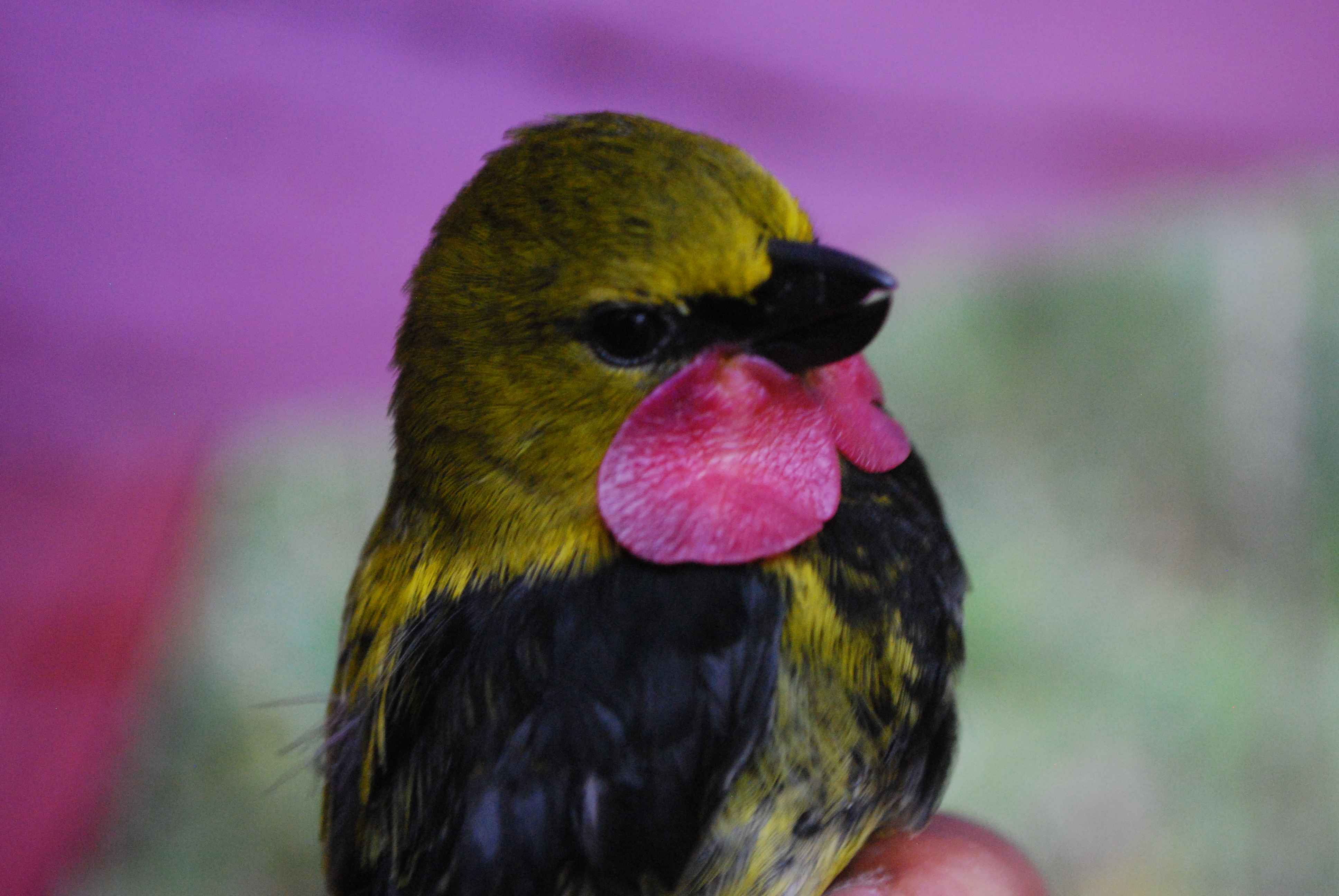 Wattled Ploughbill (Eulacestoma nigropectus), photo 1