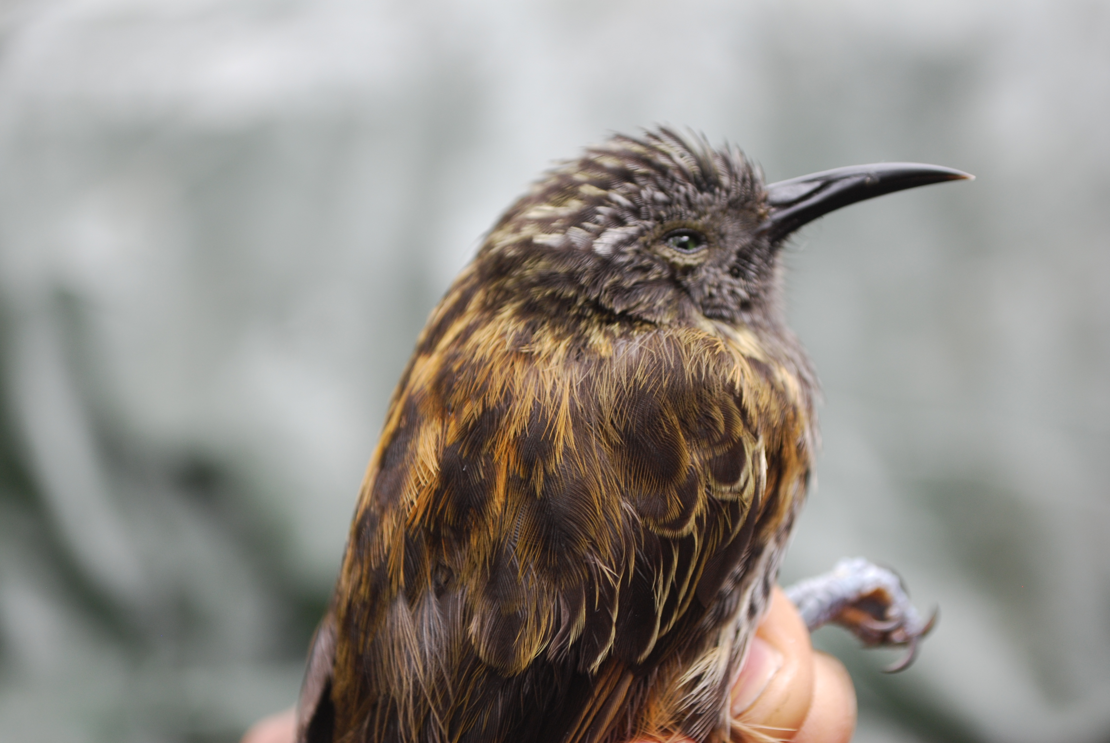 Rufous-backed Honeyeater (Ptiloprora guisei), photo 10