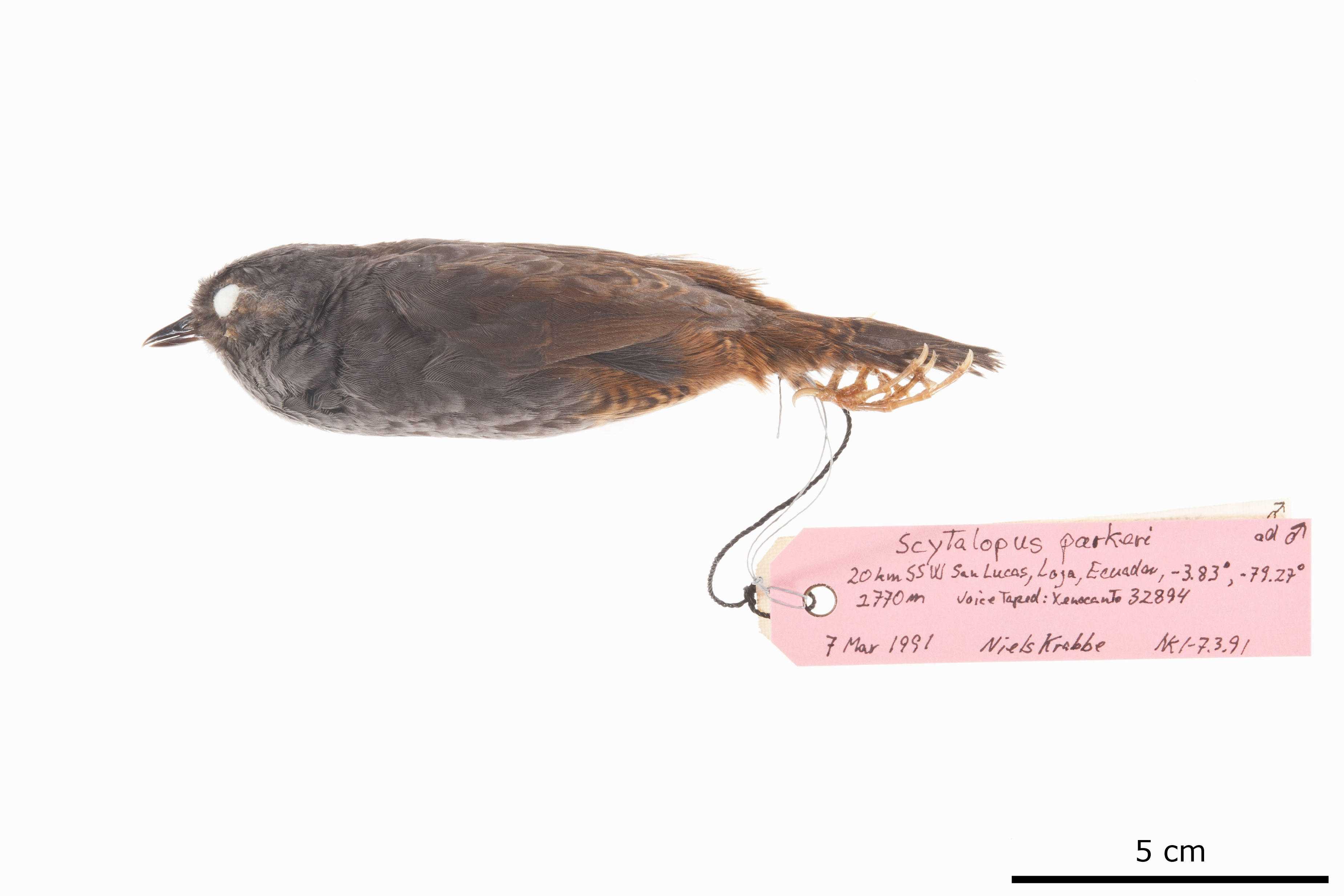 Chusquea Tapaculo (Scytalopus parkeri), photo 2