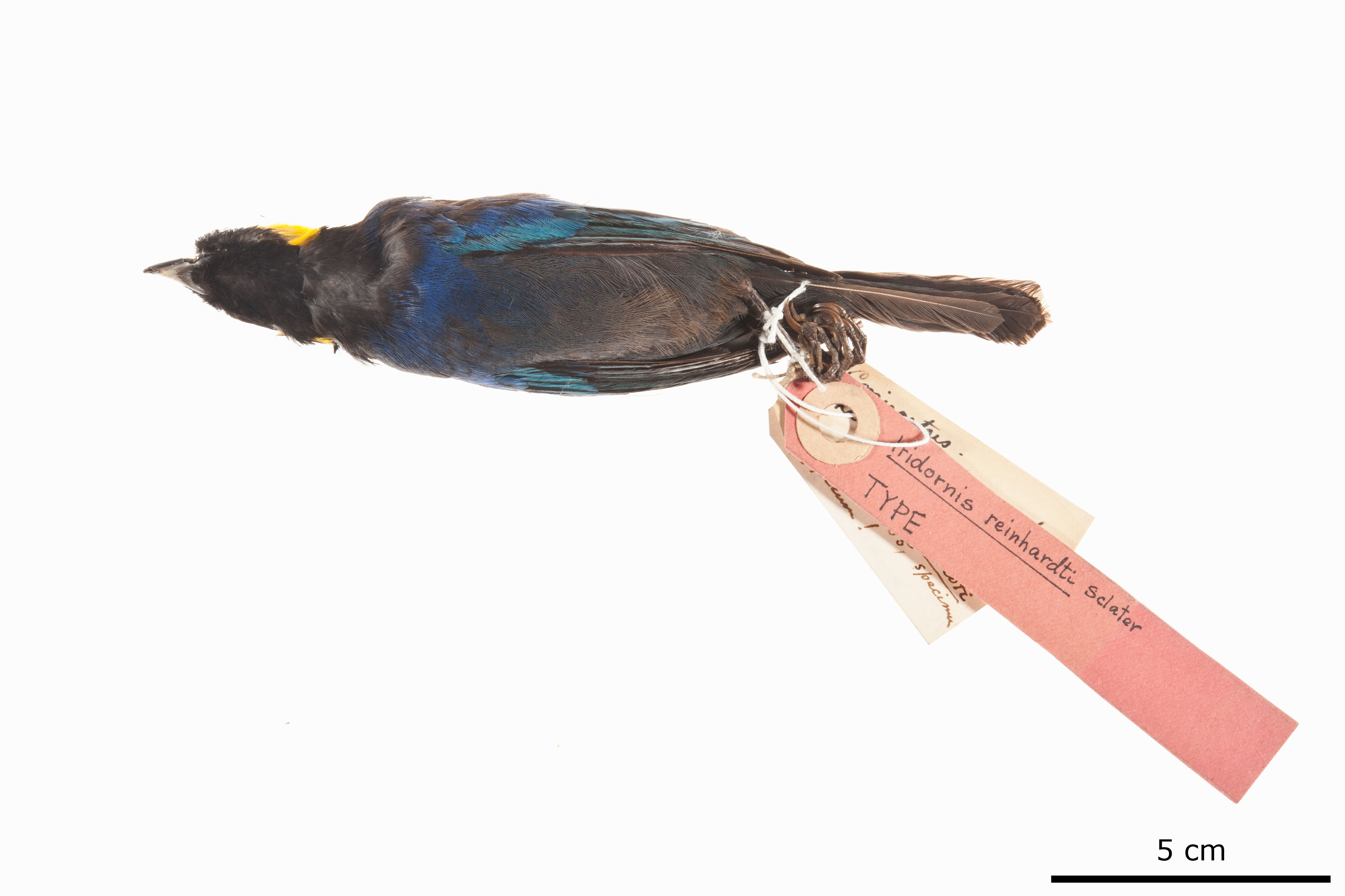 Yellow-scarfed Tanager (Iridosornis reinhardti), photo 6
