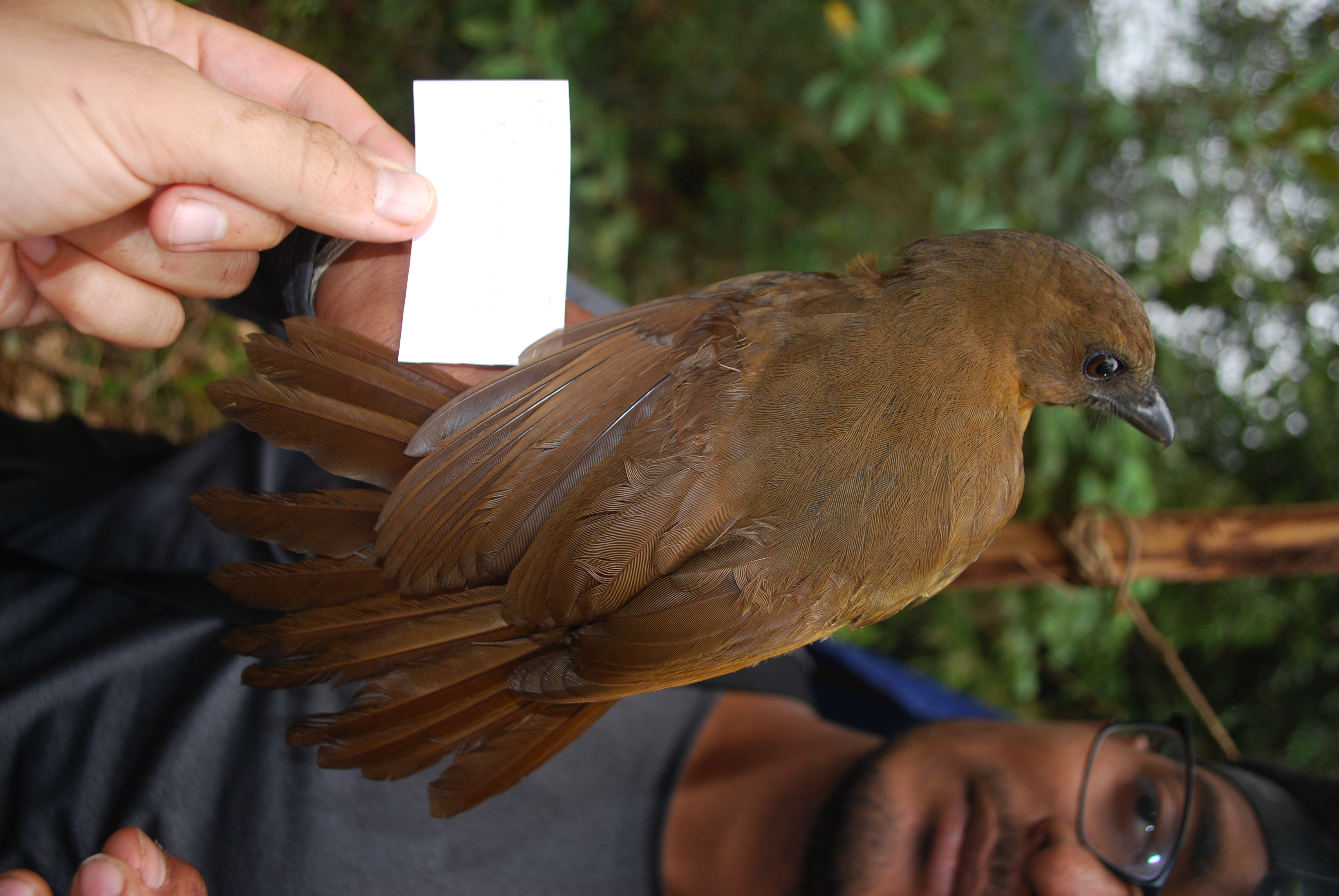 Black Pitohui (Melanorectes nigrescens), photo 6