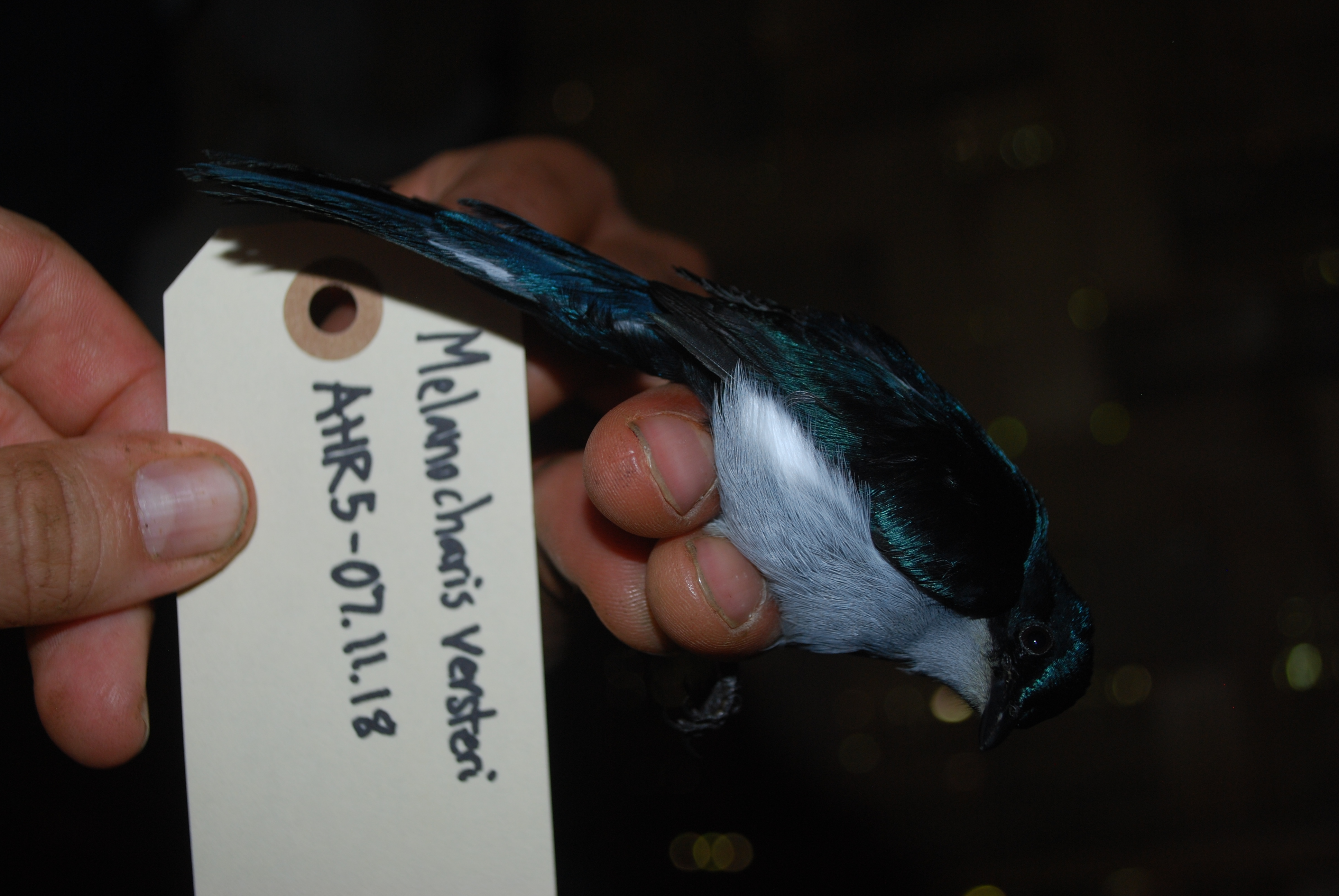 Fan-tailed Berrypecker (Melanocharis versteri), photo 9