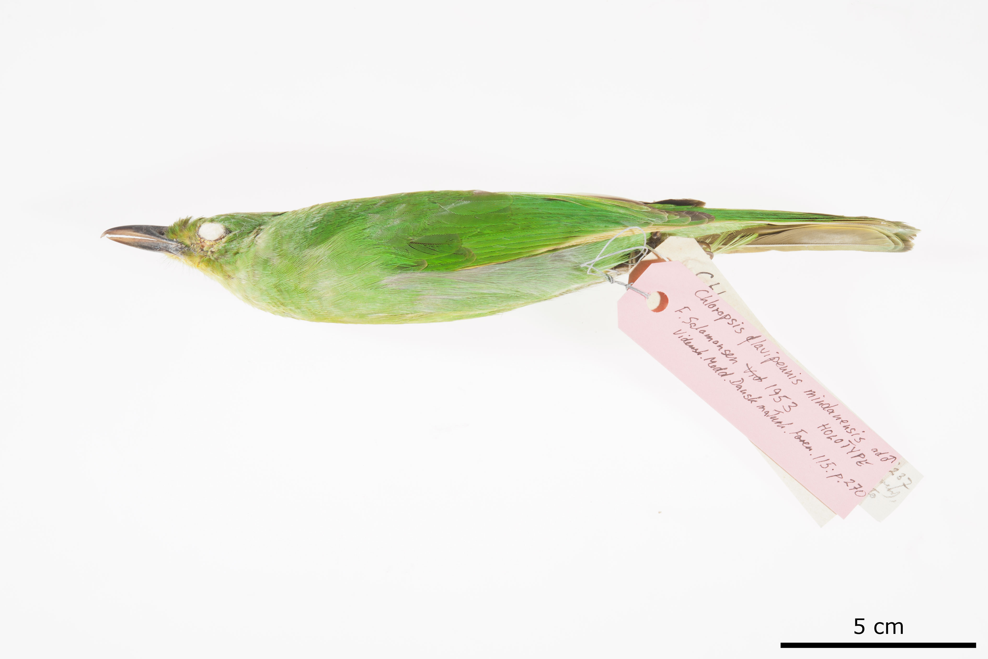 Philippine Leafbird (Chloropsis flavipennis), photo 5