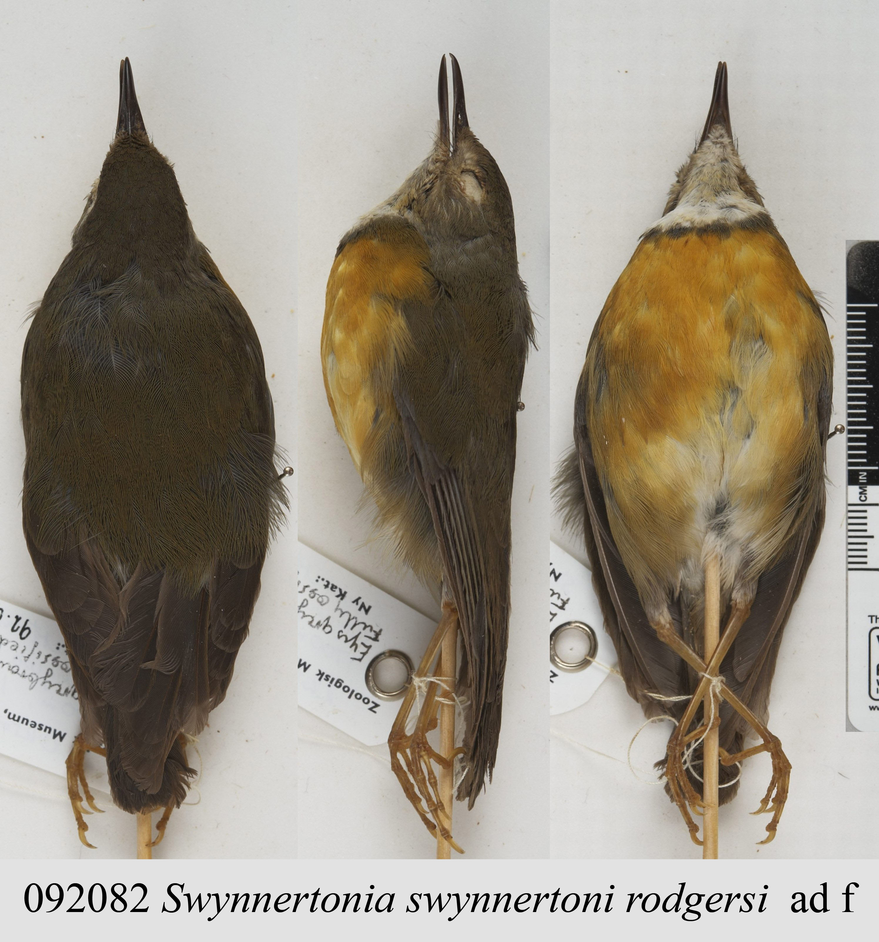 Swynnerton's Robin (Swynnertonia swynnertoni), photo 4