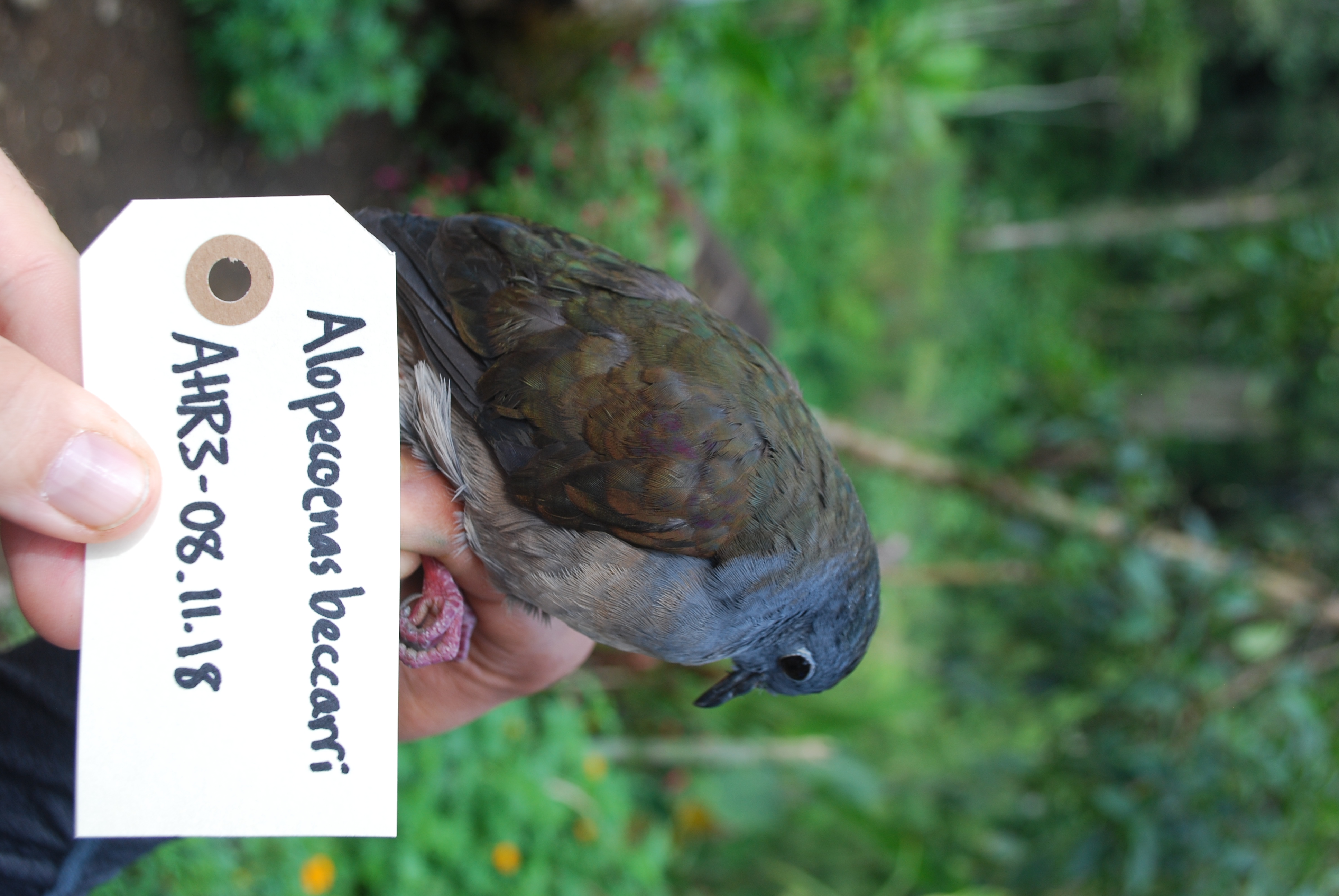 Bronze Ground Dove (Pampusana beccarii), photo 1