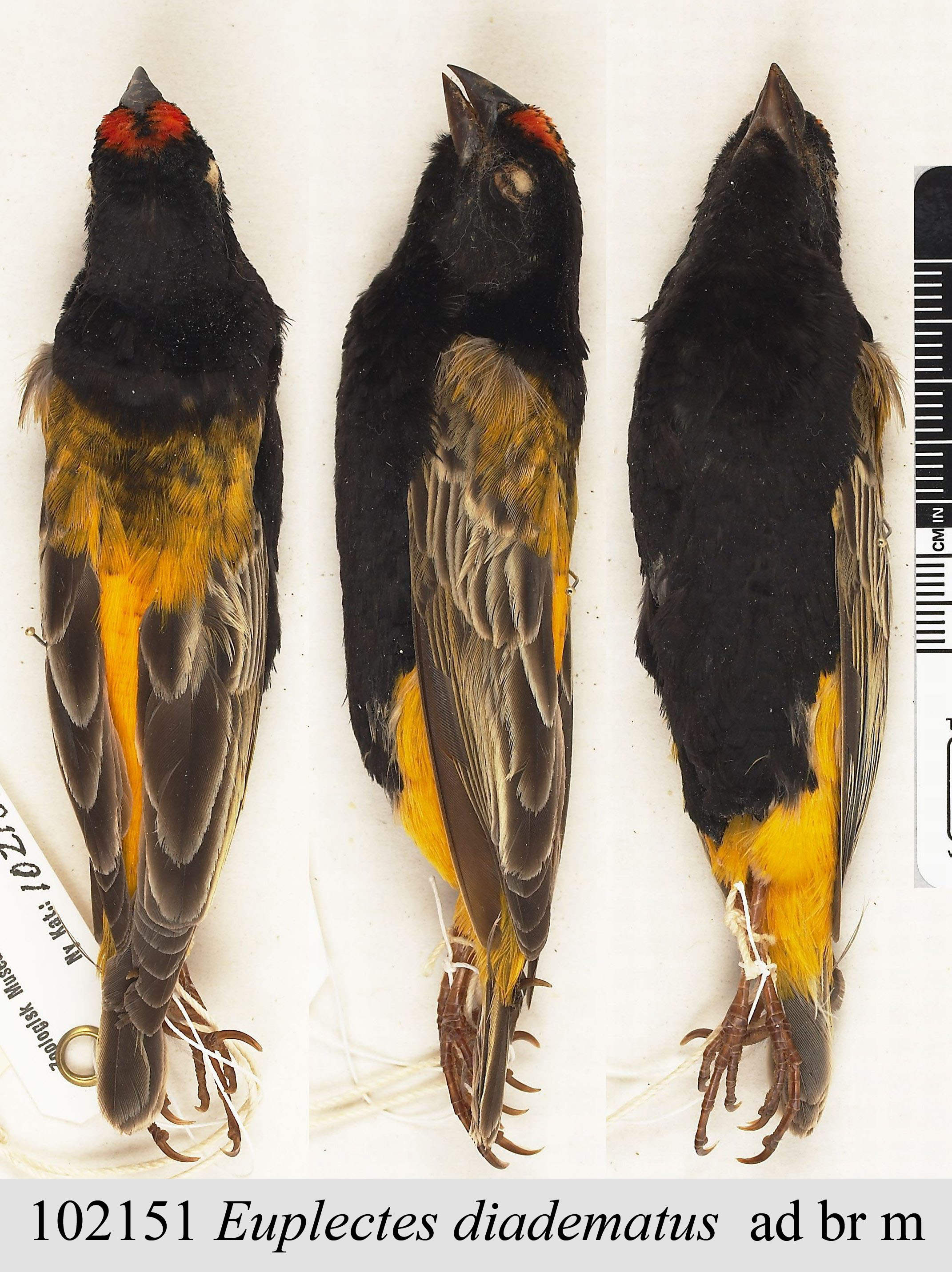 Fire-fronted Bishop (Euplectes diadematus), photo 5